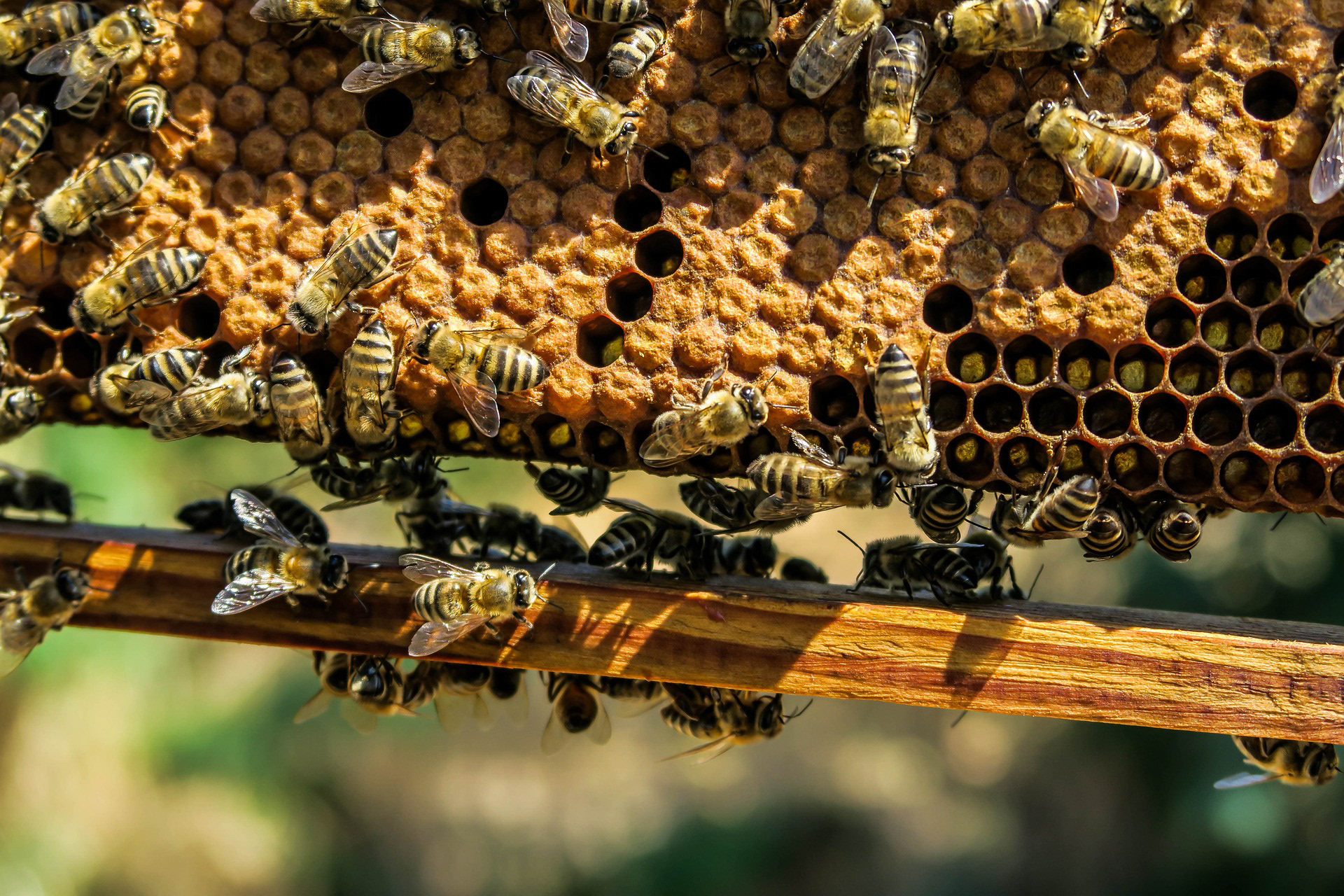 Bild von Pexels auf Pixabay