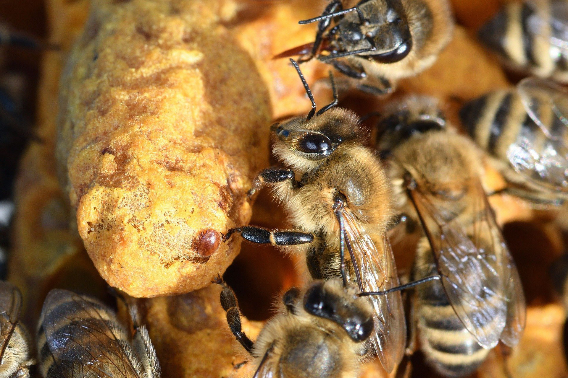 Varroamilbe auf Brutwabe mit Biene - Bild von xiSerge auf Pixabay