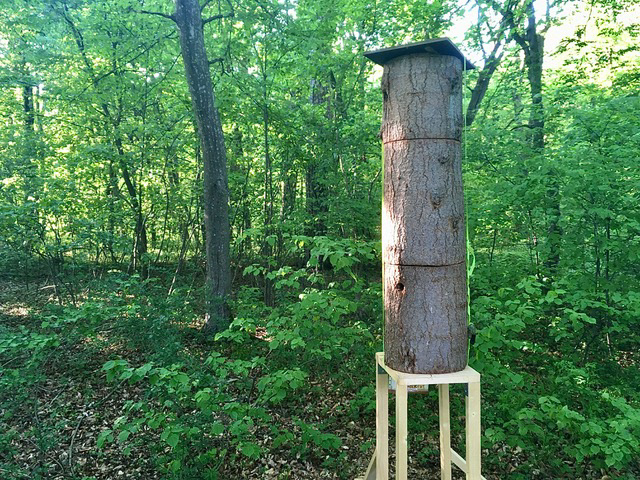 Der gerettete Schwarm wird von uns dann in eine artgerechte Baumhöhle eingesiedelt