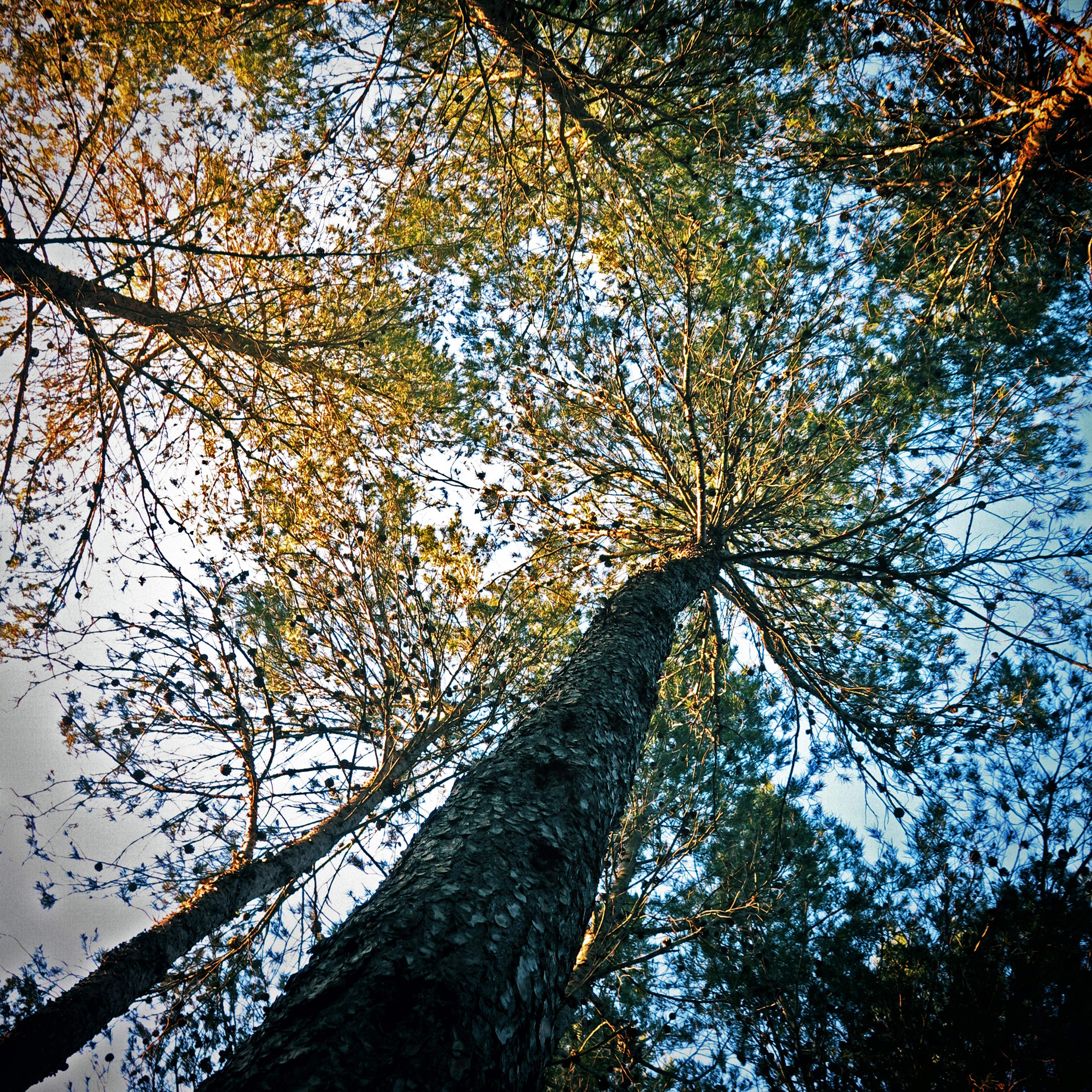 au sol de la cabane...