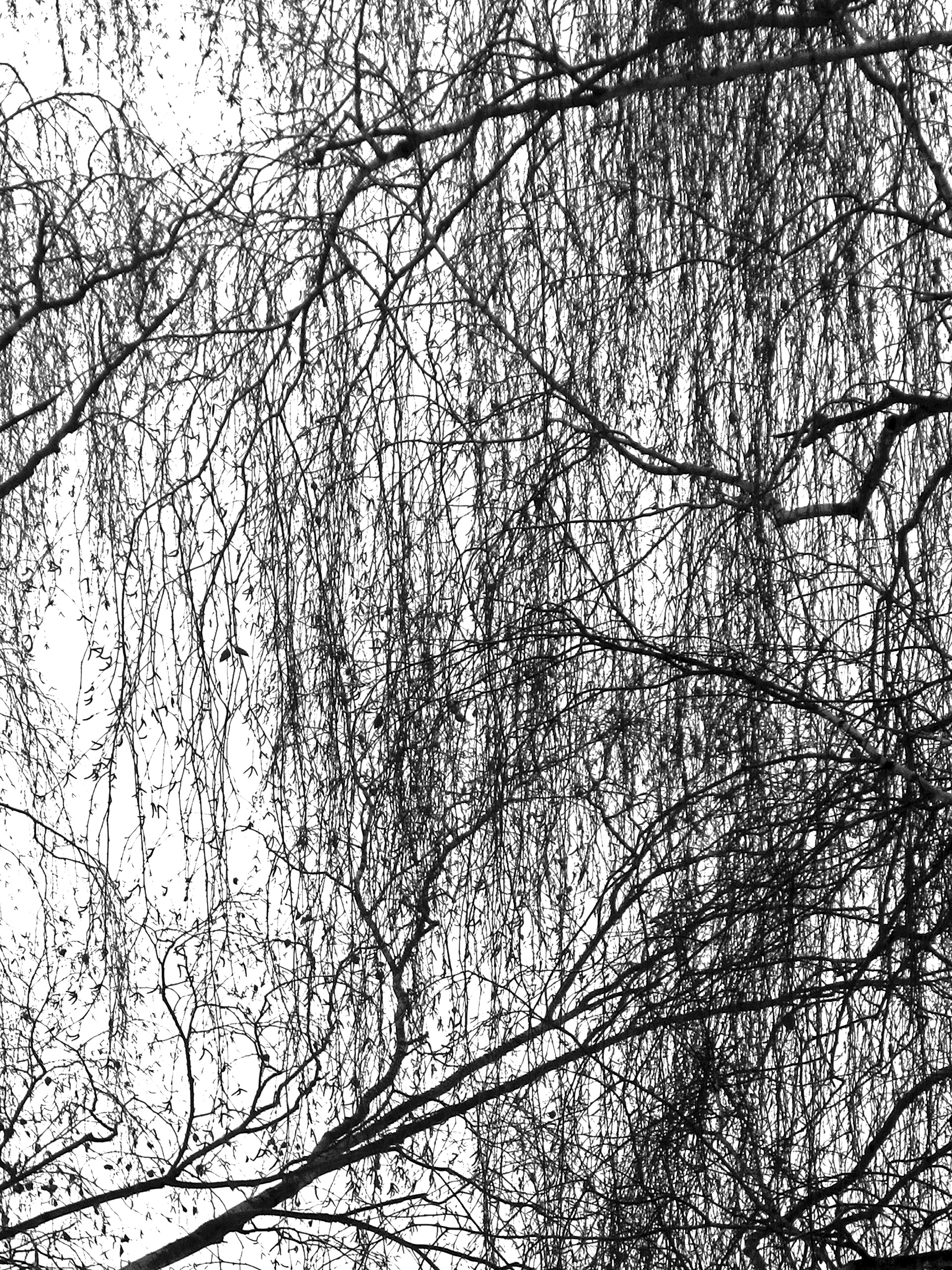 BRANCHES II, photographie sur papier ARCHE, 59,4 x 84,1 cm