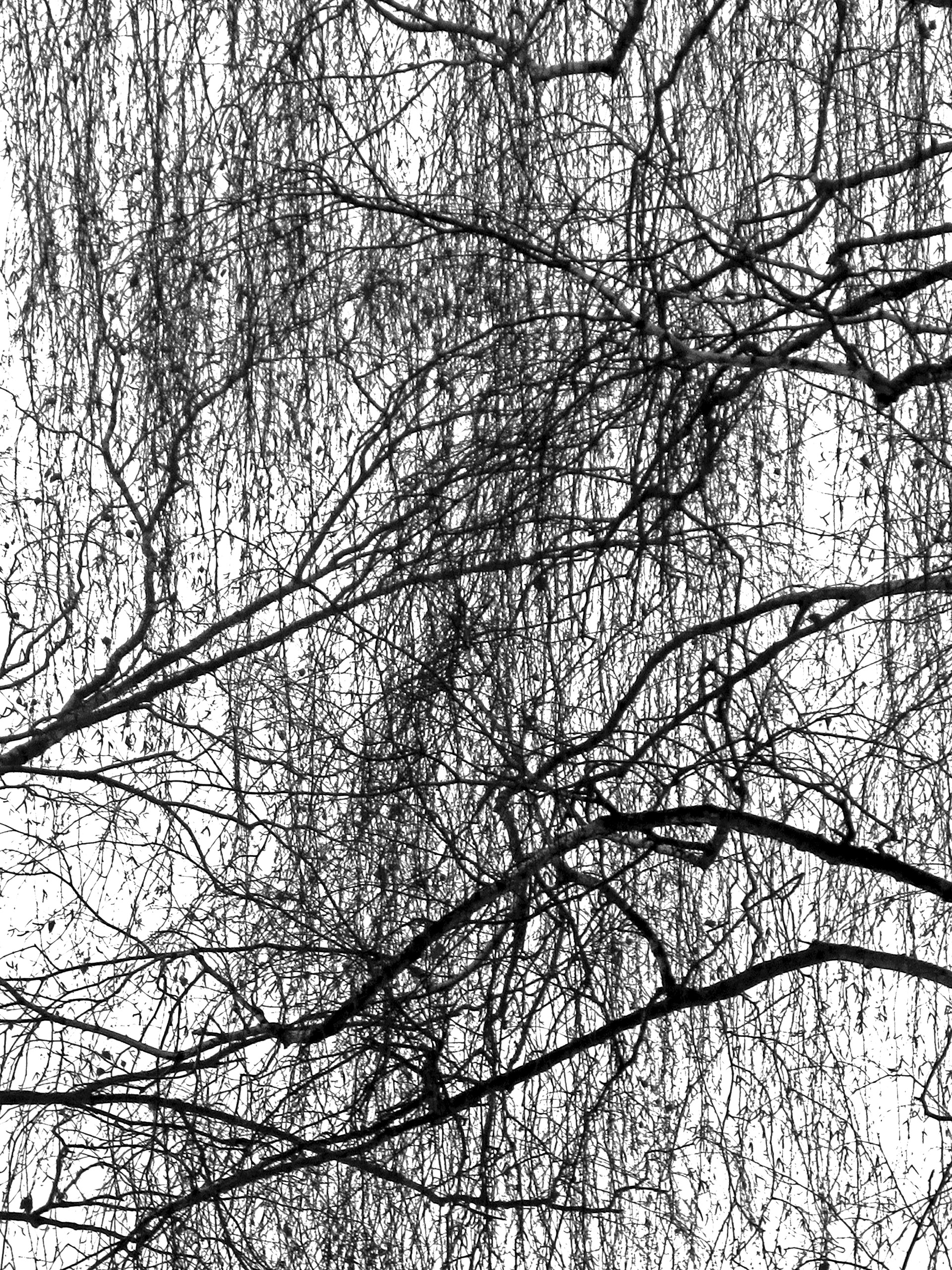 BRANCHES III, photographie sur papier ARCHE, 59,4 x 84,1 cm