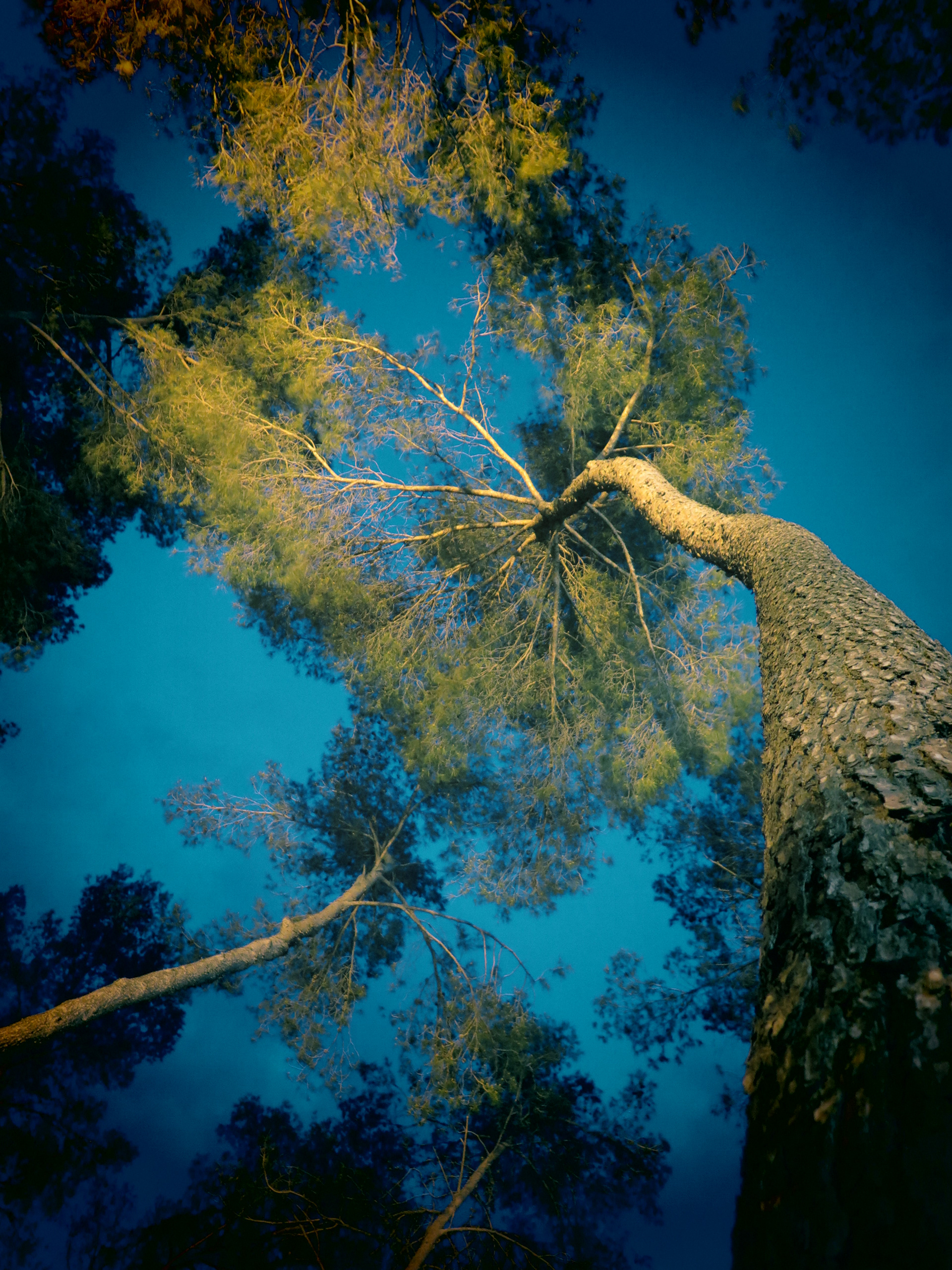 ARBRES V, photographie sur papier ARCHE