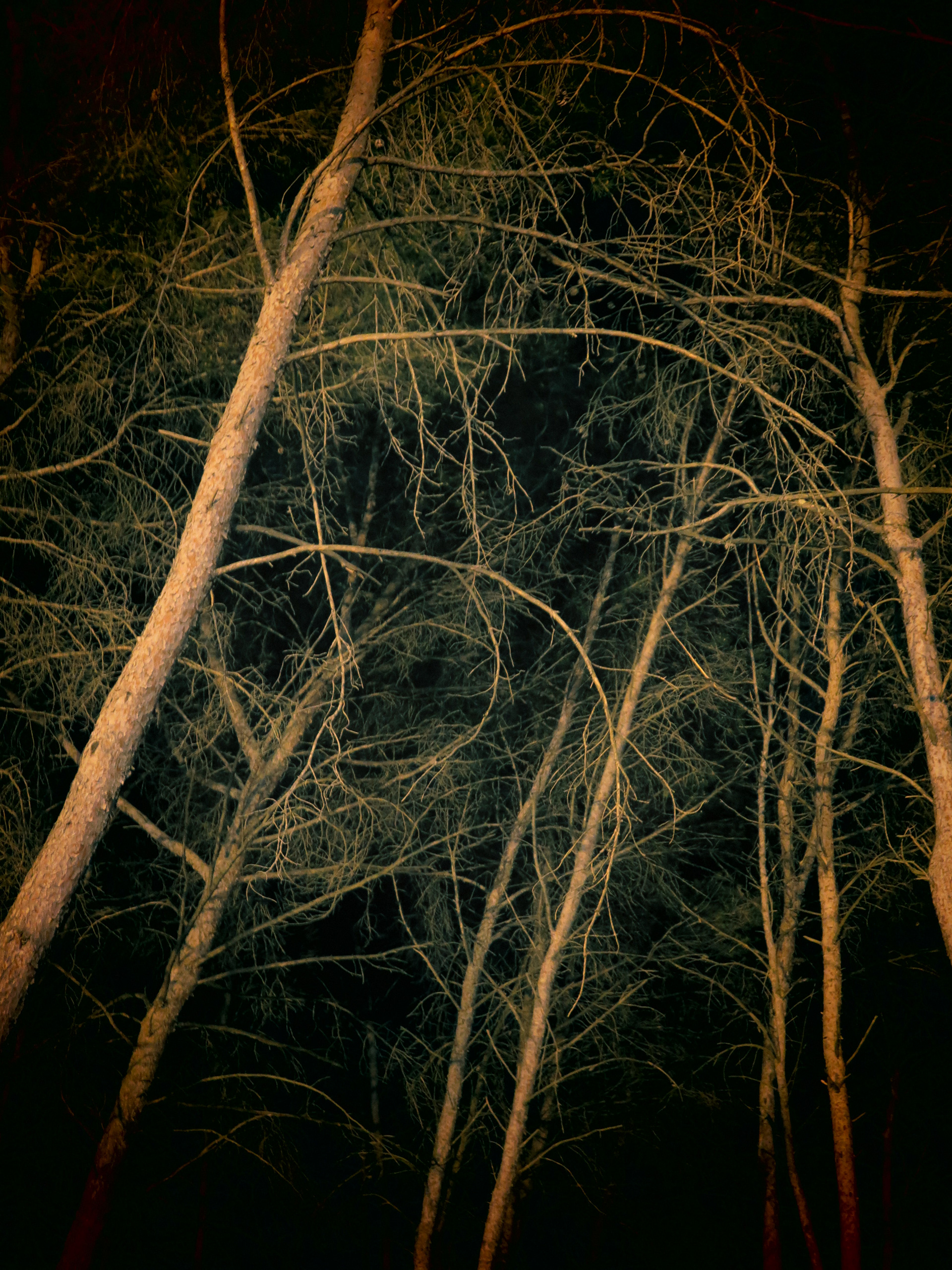 ARBRES IV, photographie sur papier ARCHE
