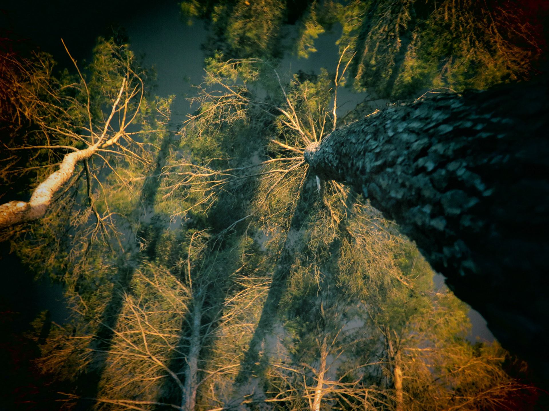 ARBRES III, photographie sur papier ARCHE