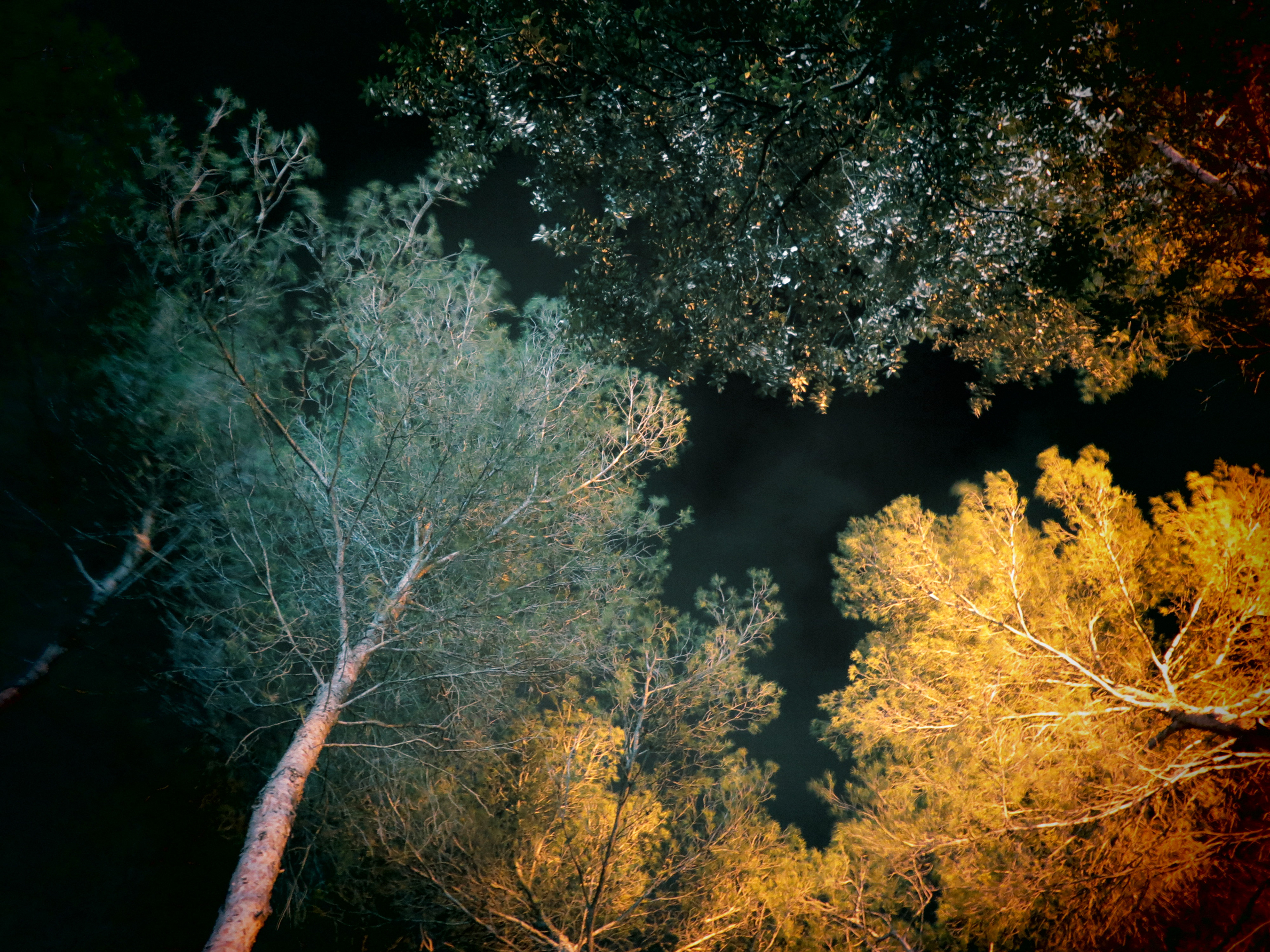 ARBRES II, photographie sur papier ARCHE, 50/65 cm