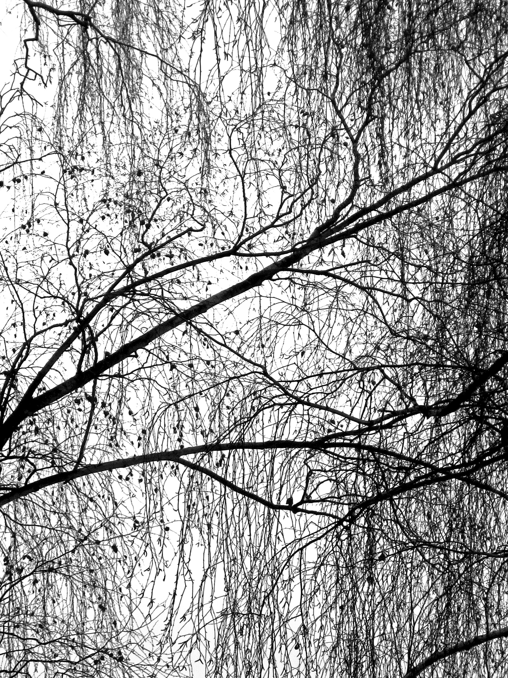 BRANCHES I, photographie sur papier ARCHE, 59,4 x 84,1 cm