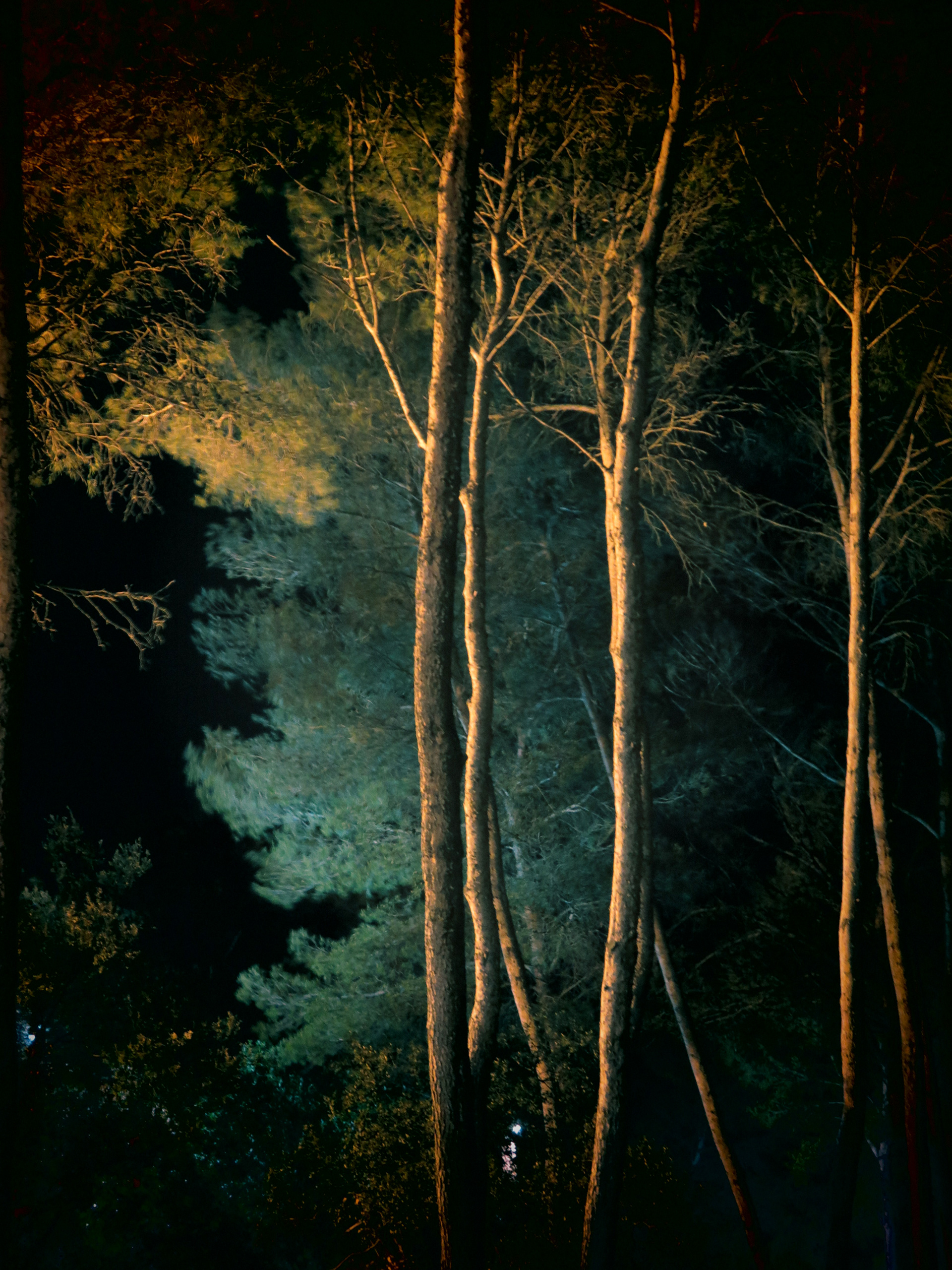 ARBRES I, photographie sur papier ARCHE