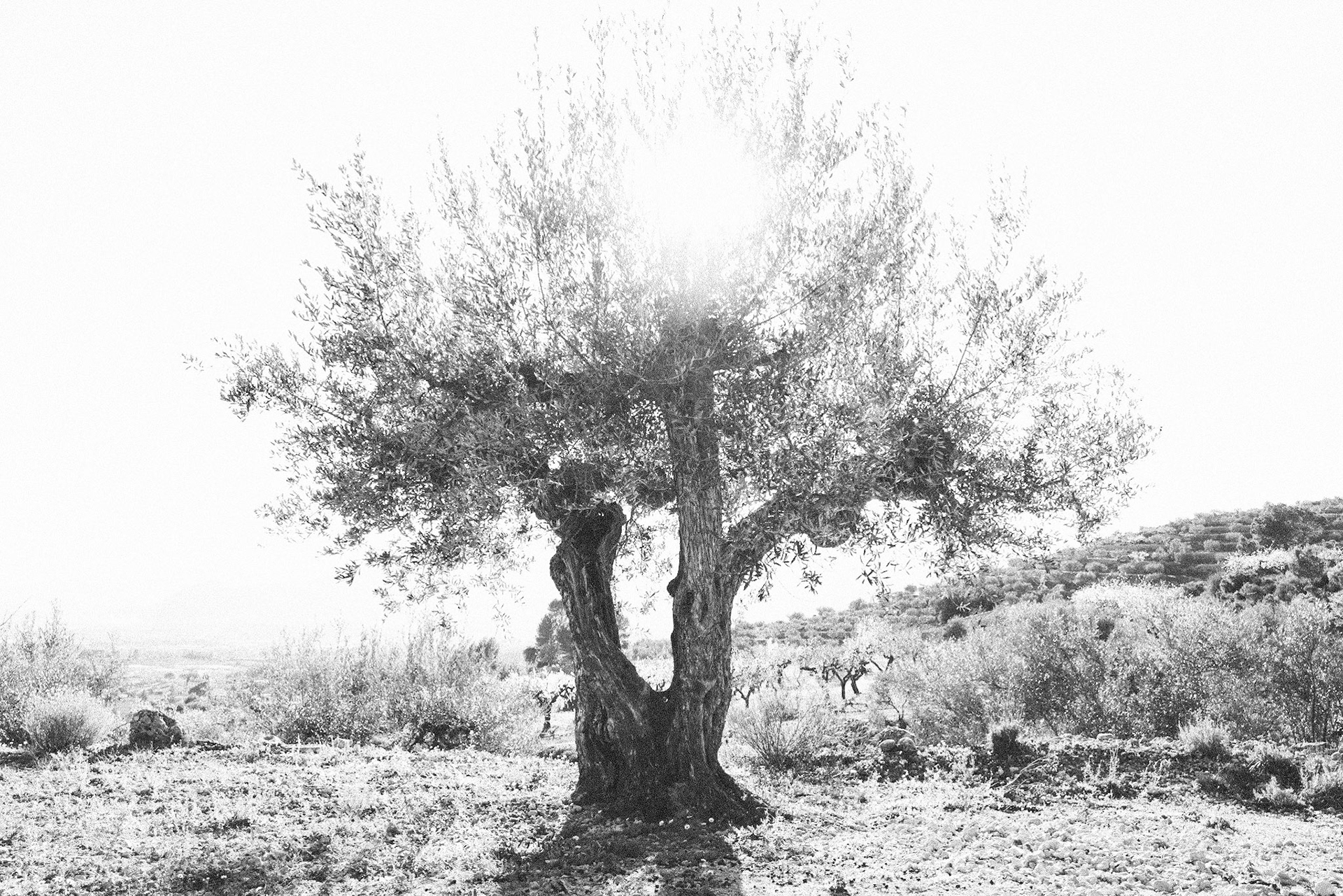 Olive Tree, Muro de Alcoy, Spain