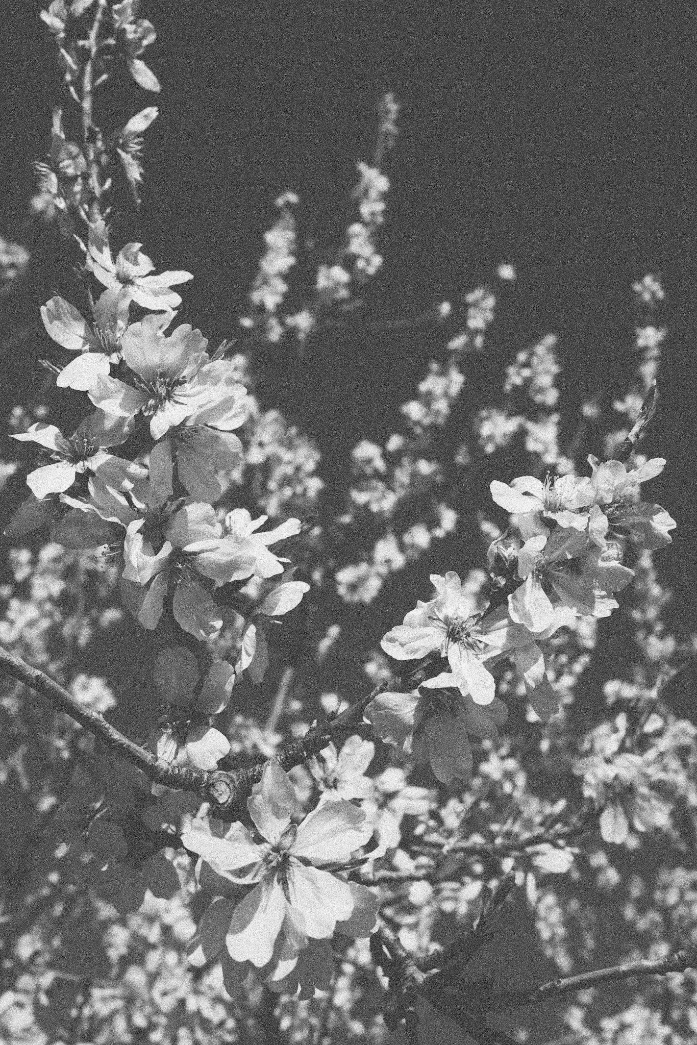 Almond flowers, Gaianes, Spain