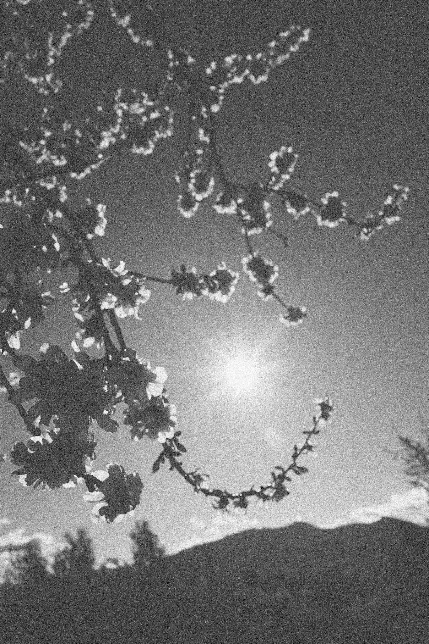 Sun And Almond Tree - Gaianes (Spain) 2020