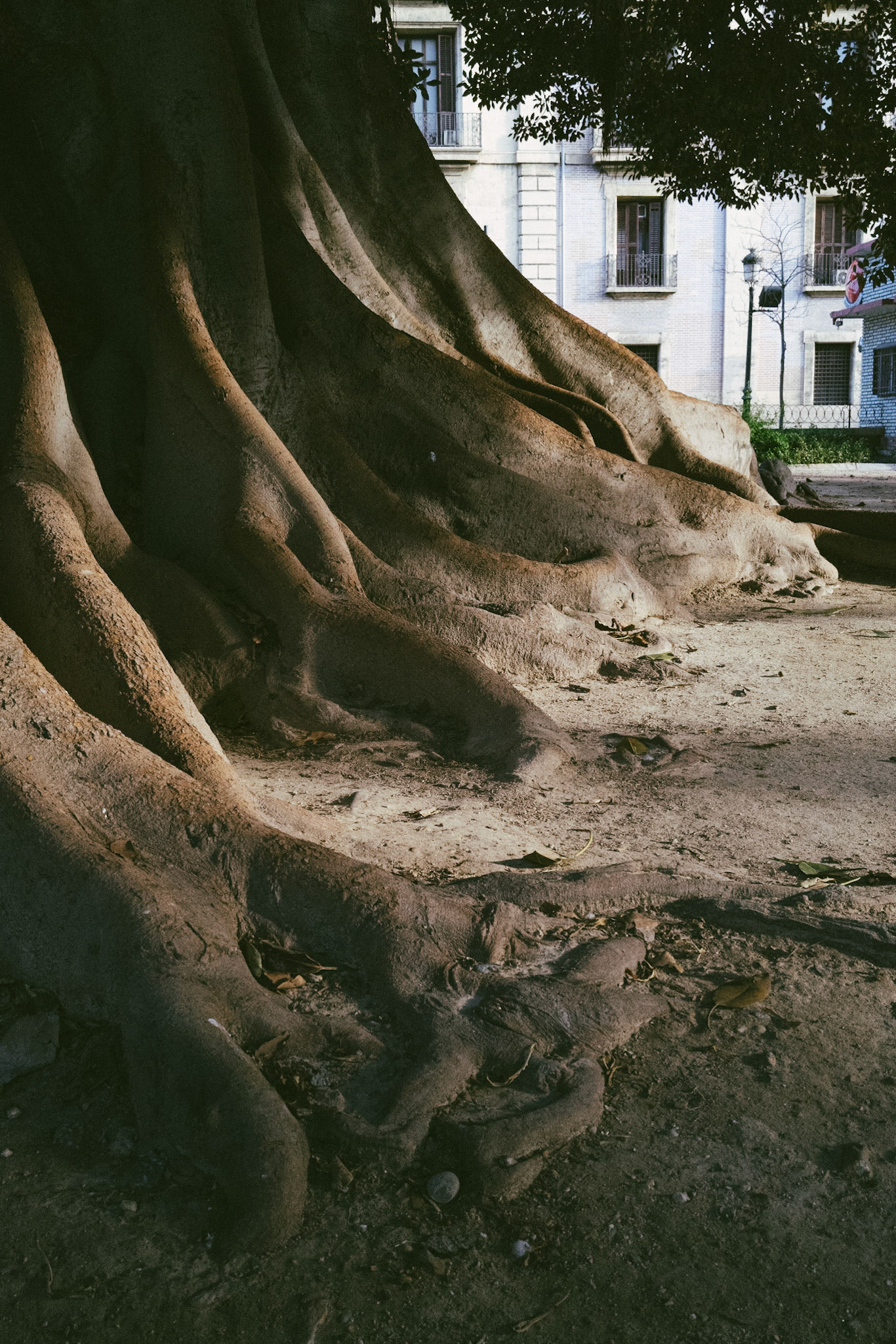 Rubber tree, Valencia, Spain