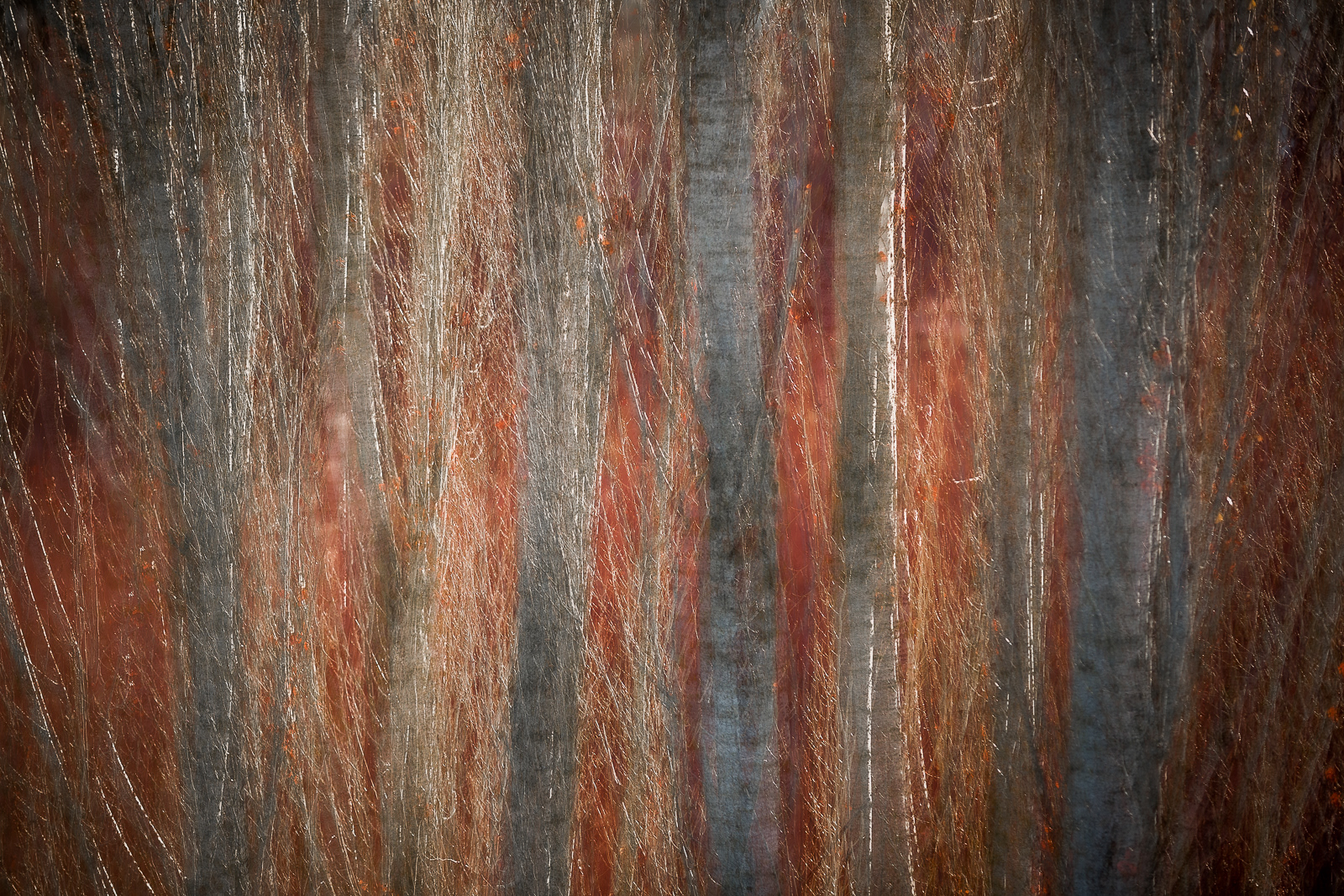 A thousand branches