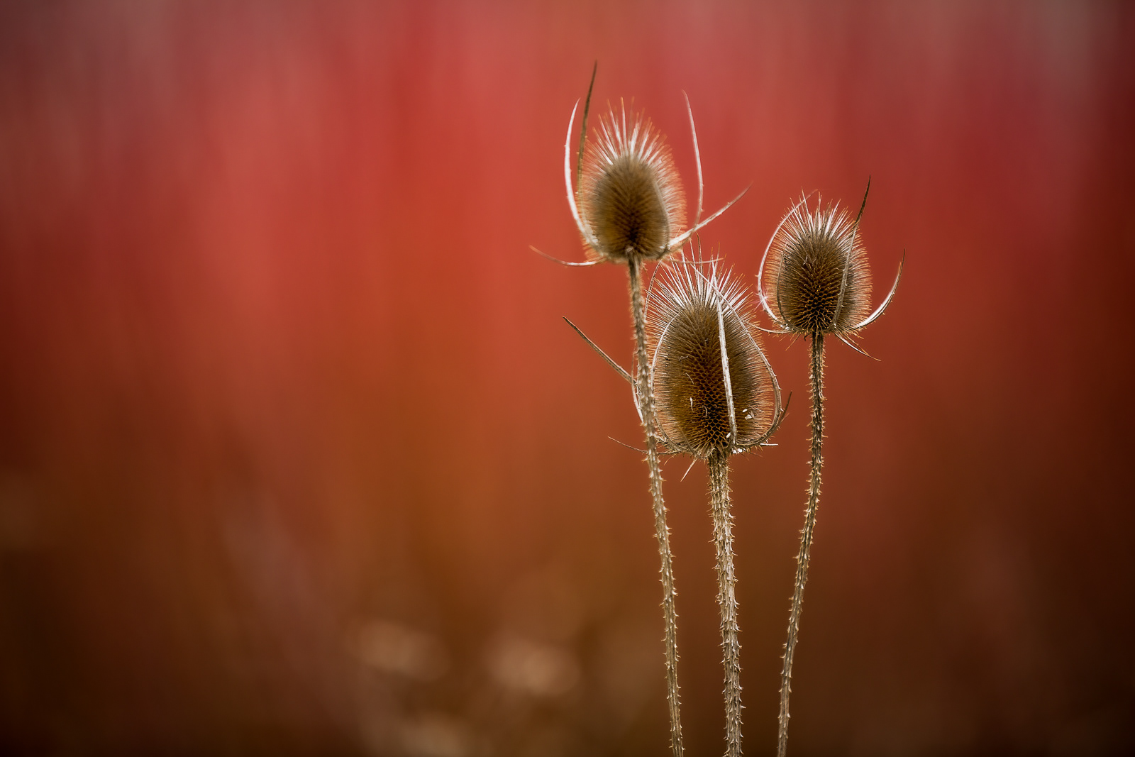 Bokeh