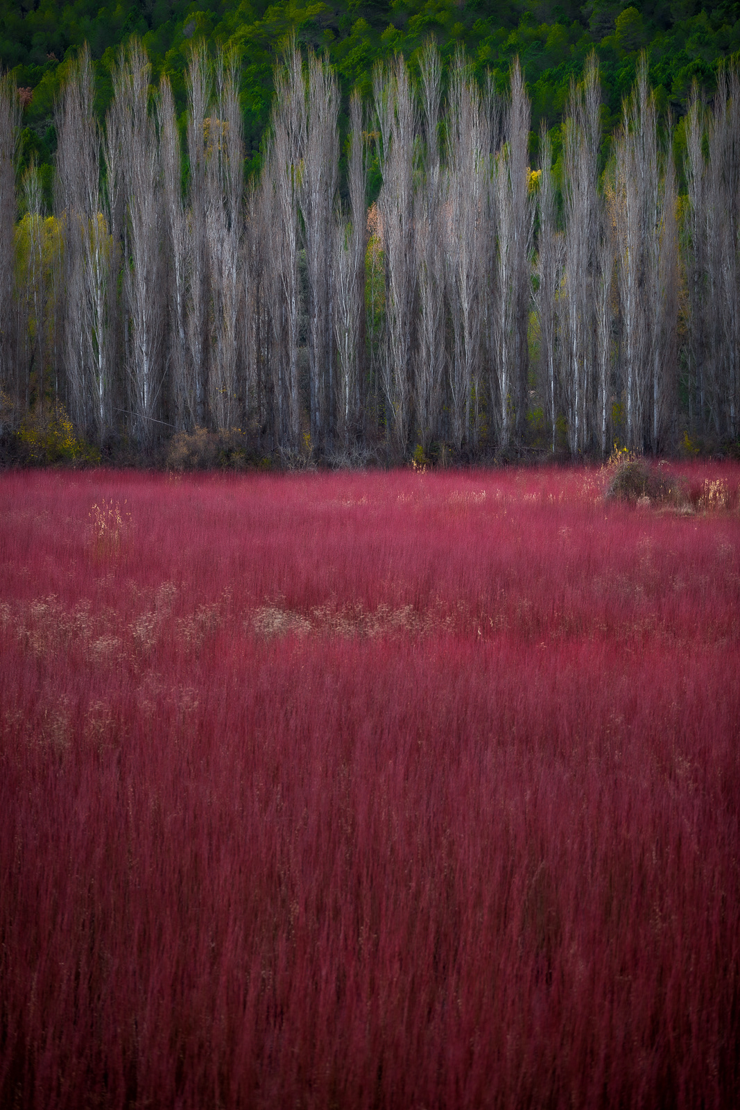 Paisaje en el mimbre