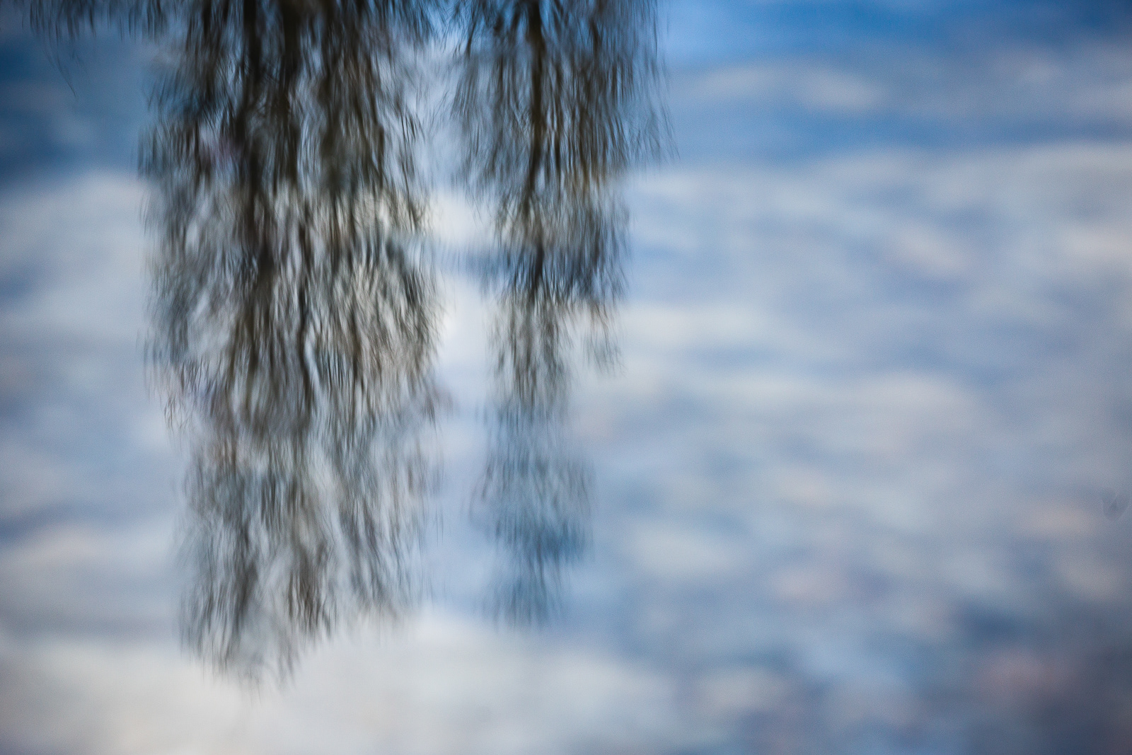 Monet trees