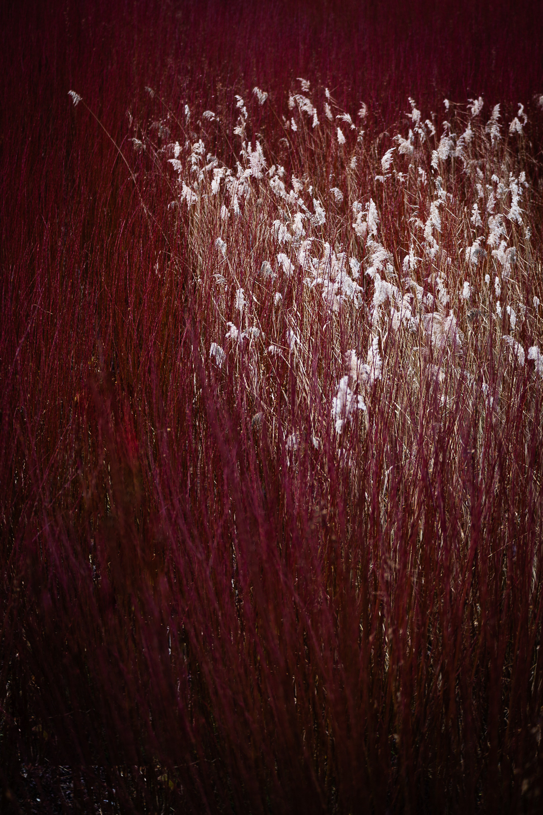 Red and white