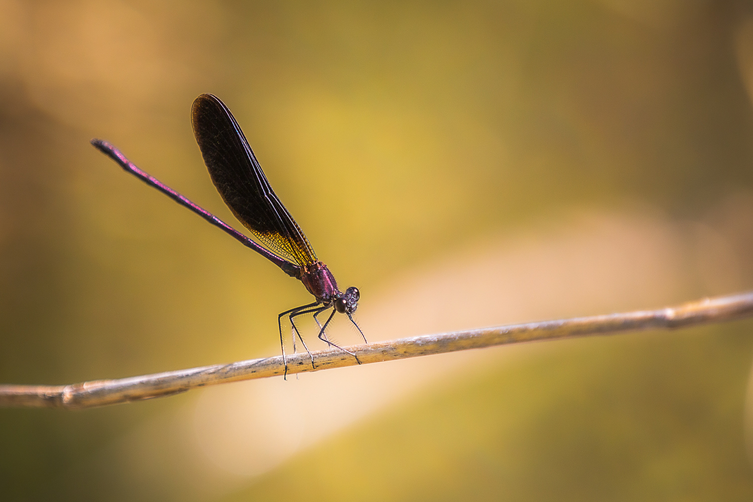 Preparados, listos...