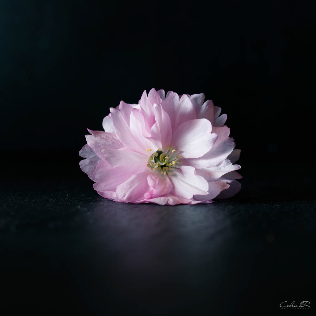 fleur de prunus serrulata