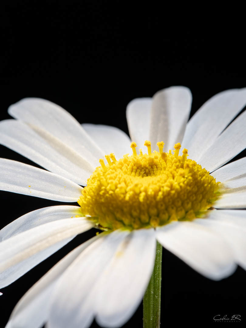 marguerite 