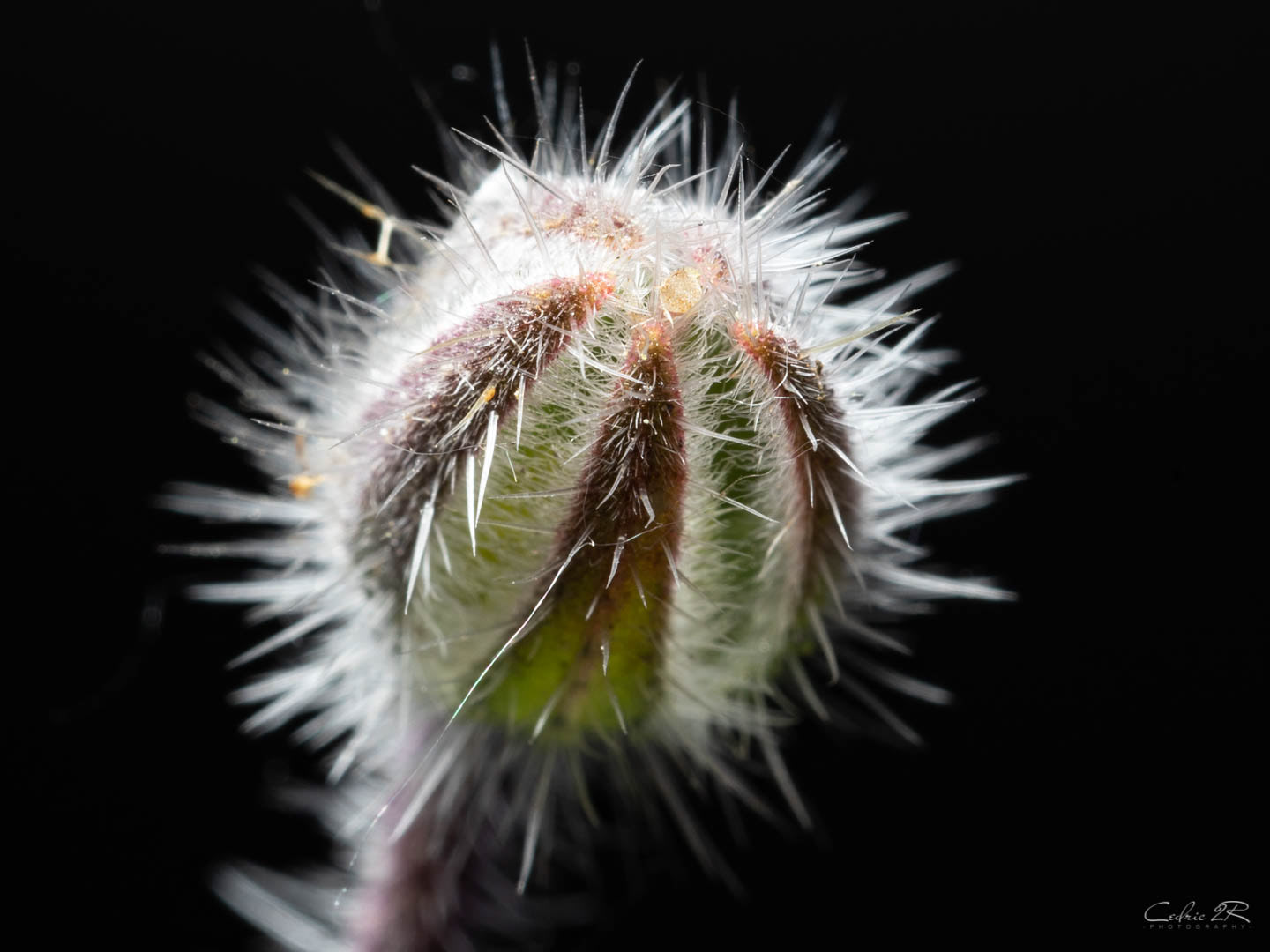  bourgeon de bourrache 