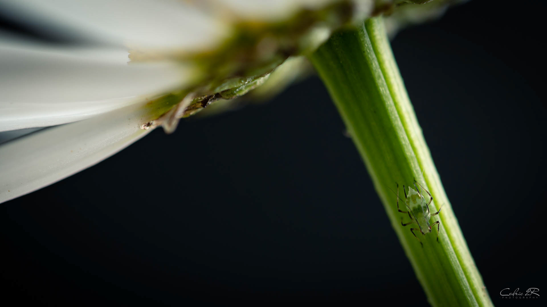 marguerite et puceron