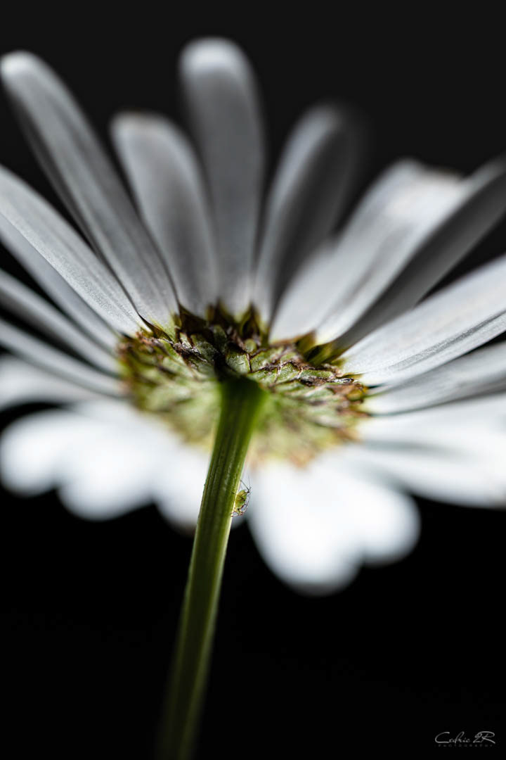 marguerite et puceron