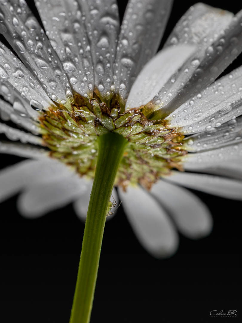 marguerite et puceron
