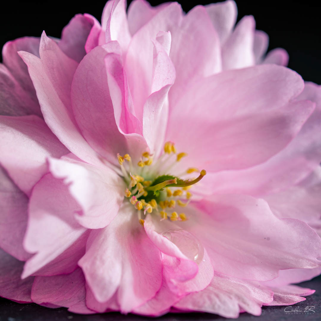 fleur de prunus serrulata