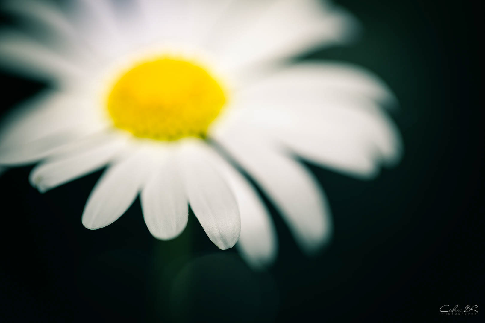 marguerite 