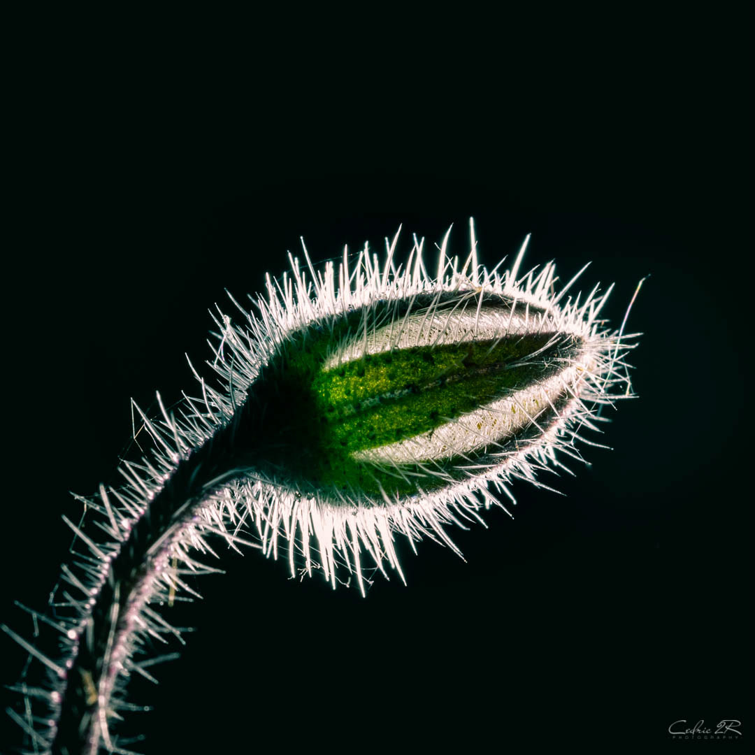  bourgeon de bourrache 