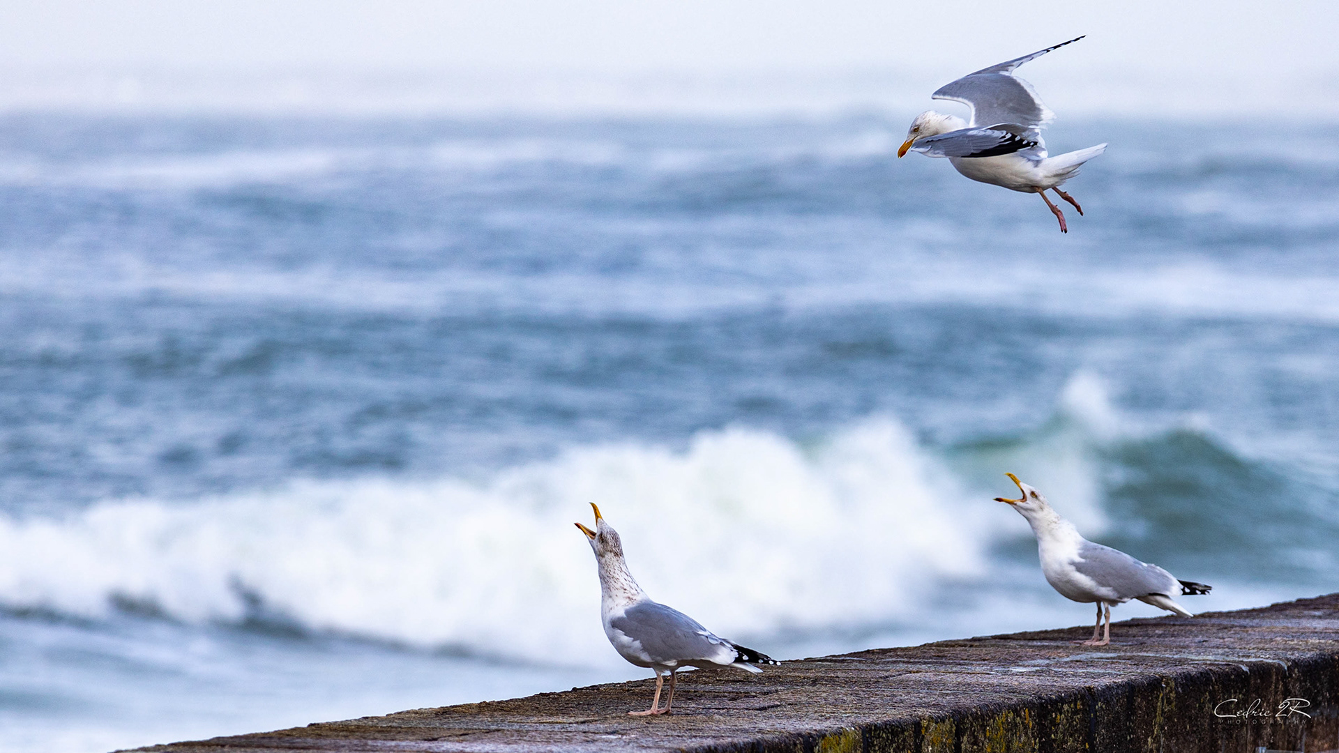 Portivy QUIBERON /56