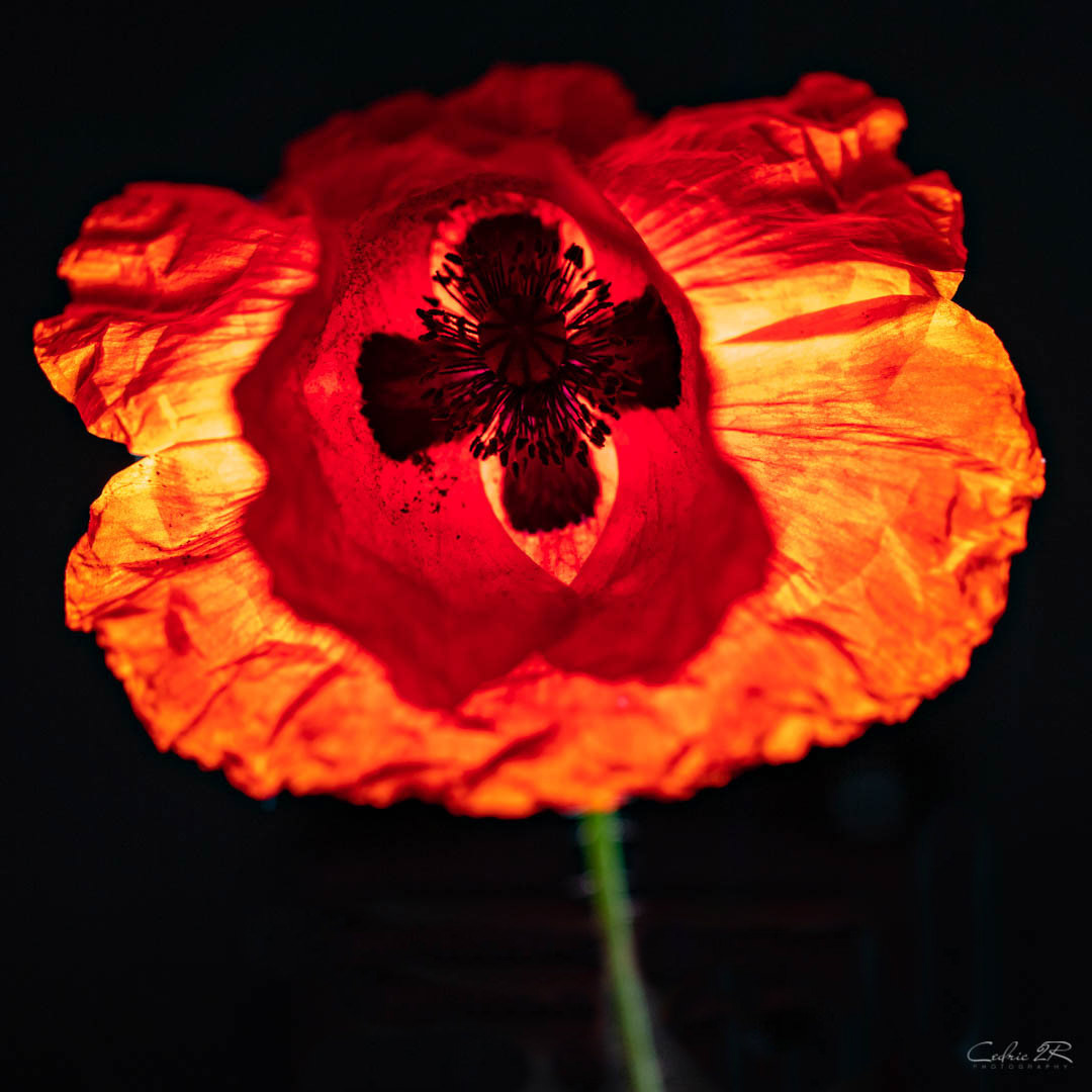 coquelicot