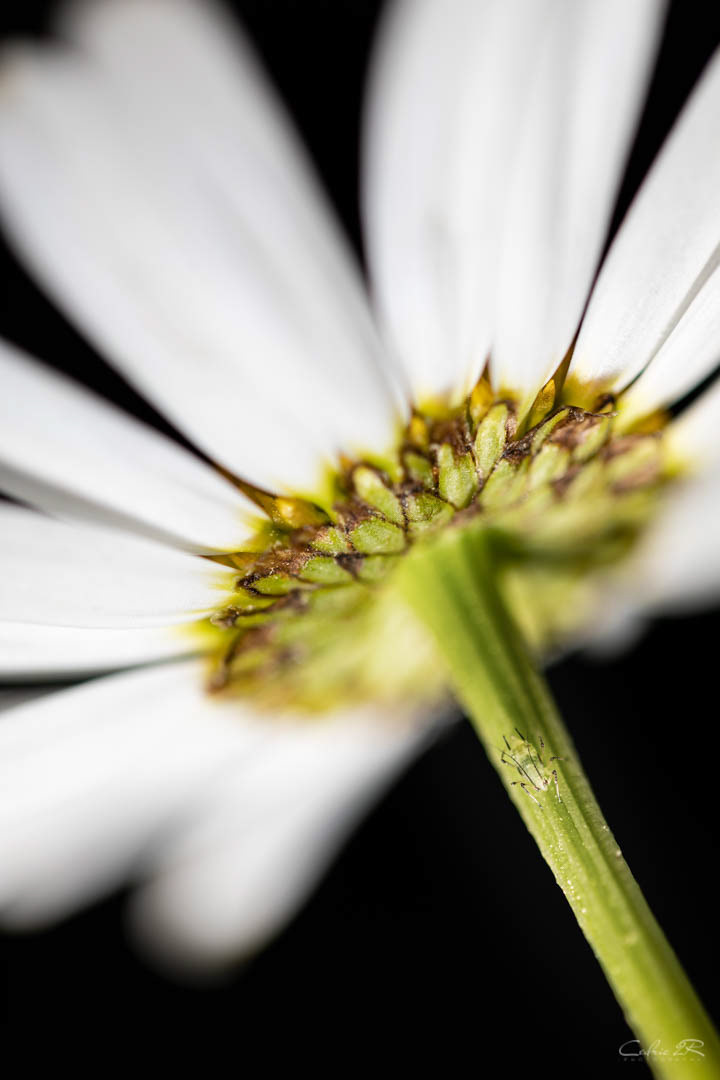 marguerite et puceron