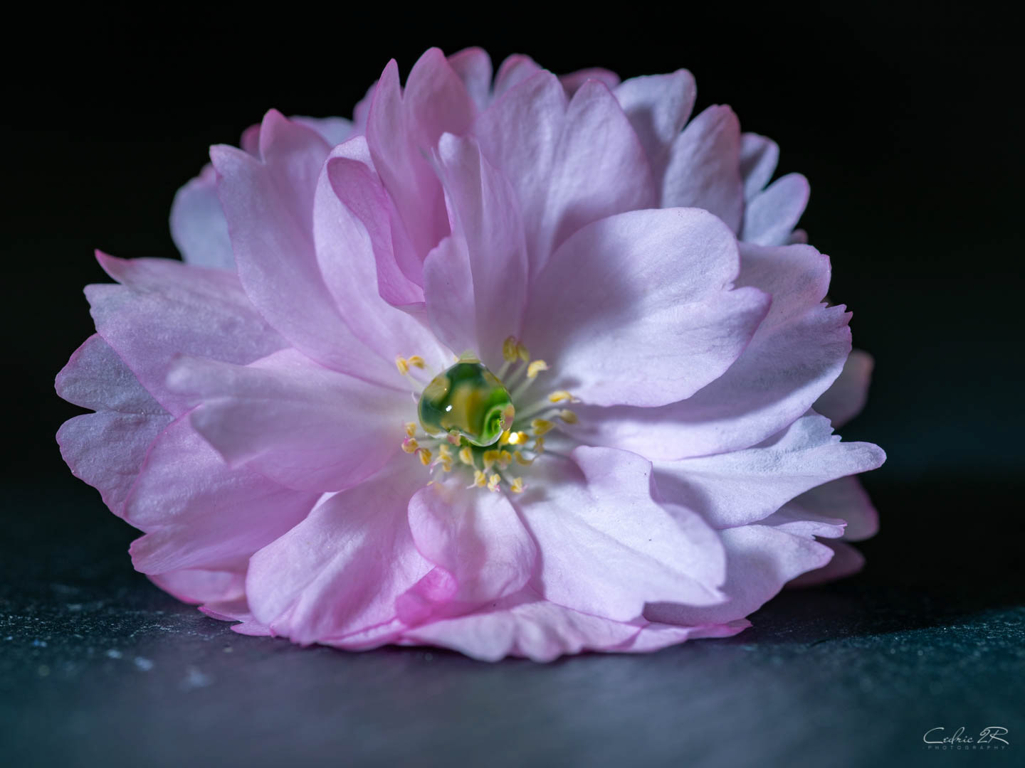 fleur de prunus serrulata