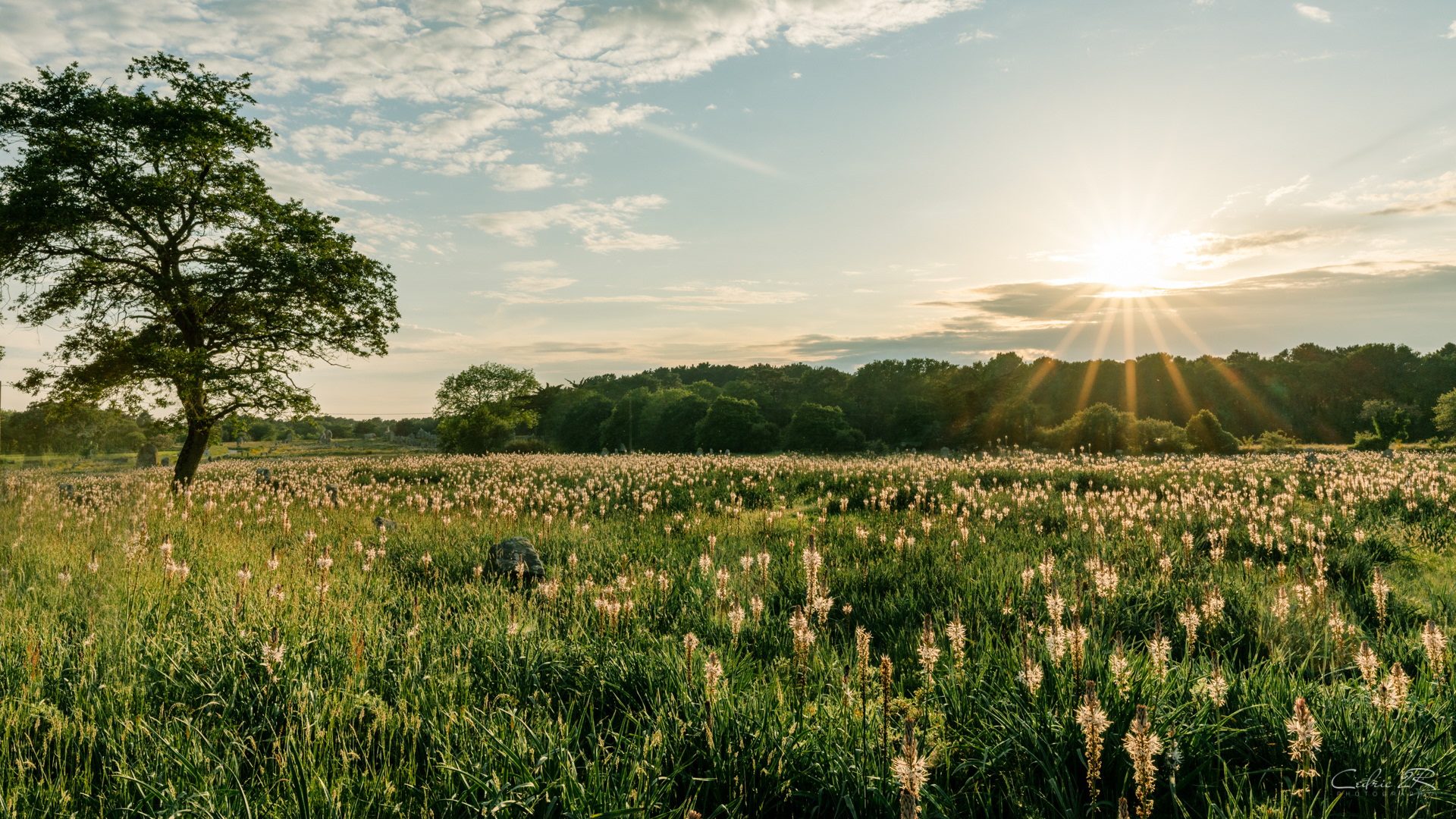 les alignements de KERMARIO CARNAC 