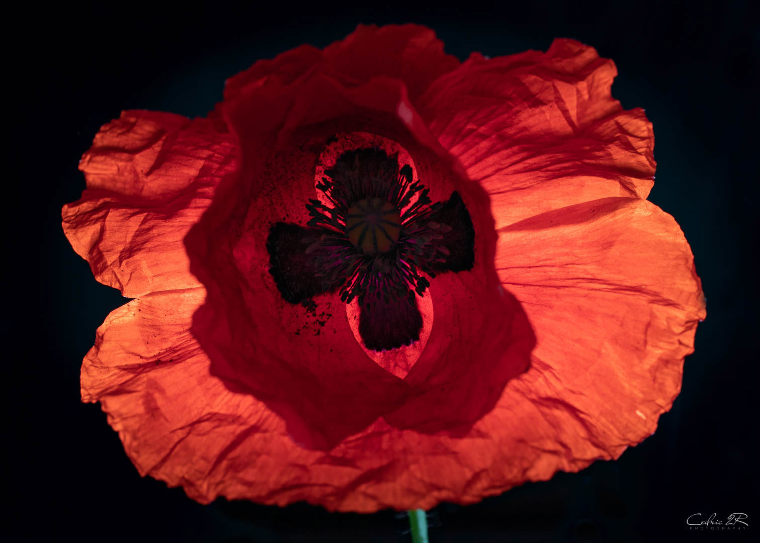 coquelicot