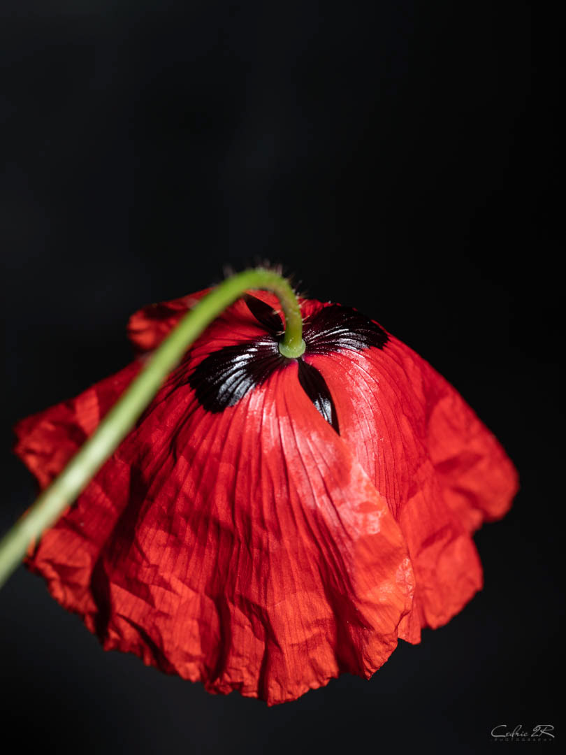 coquelicot