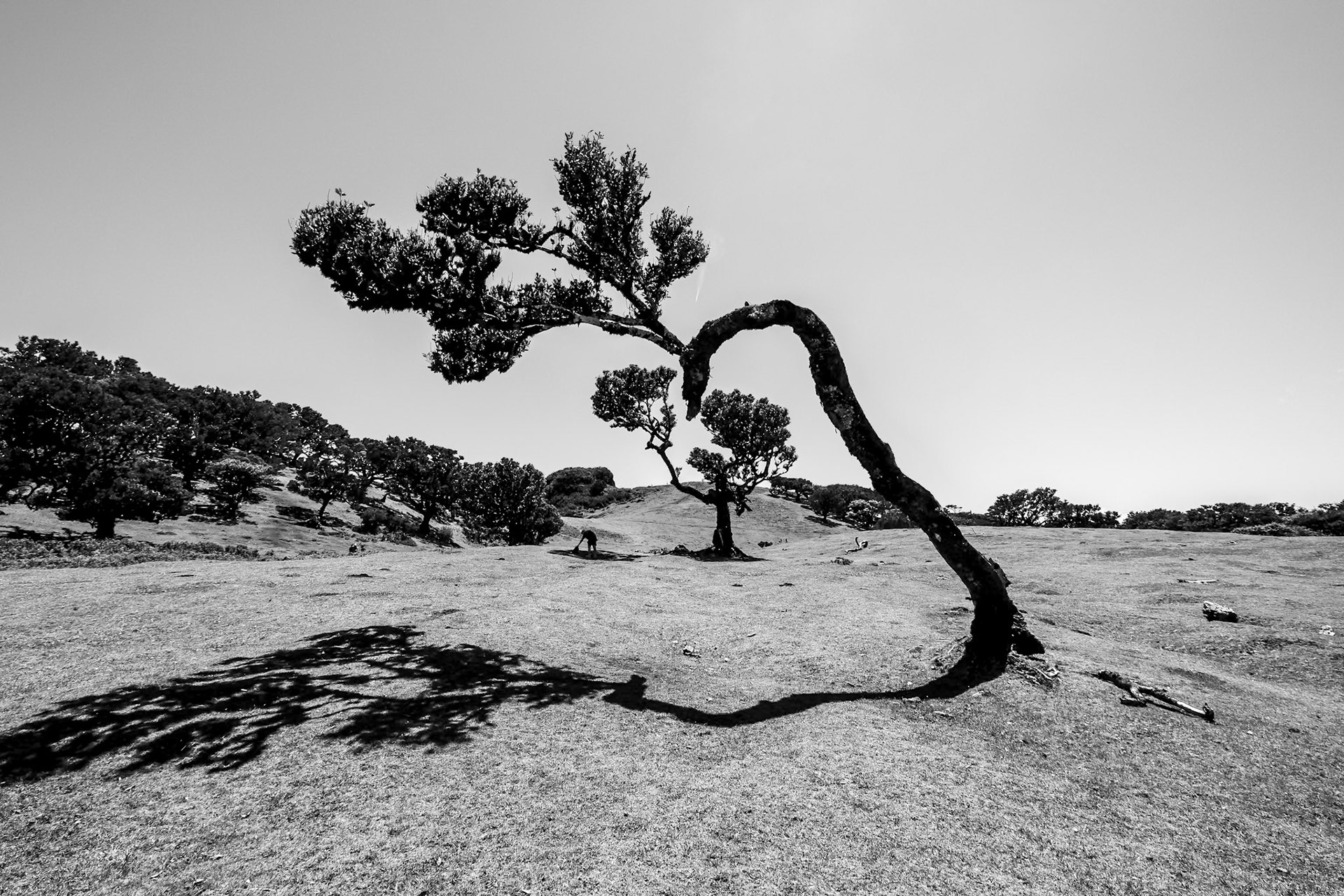 Fanal Forest, Madeira
