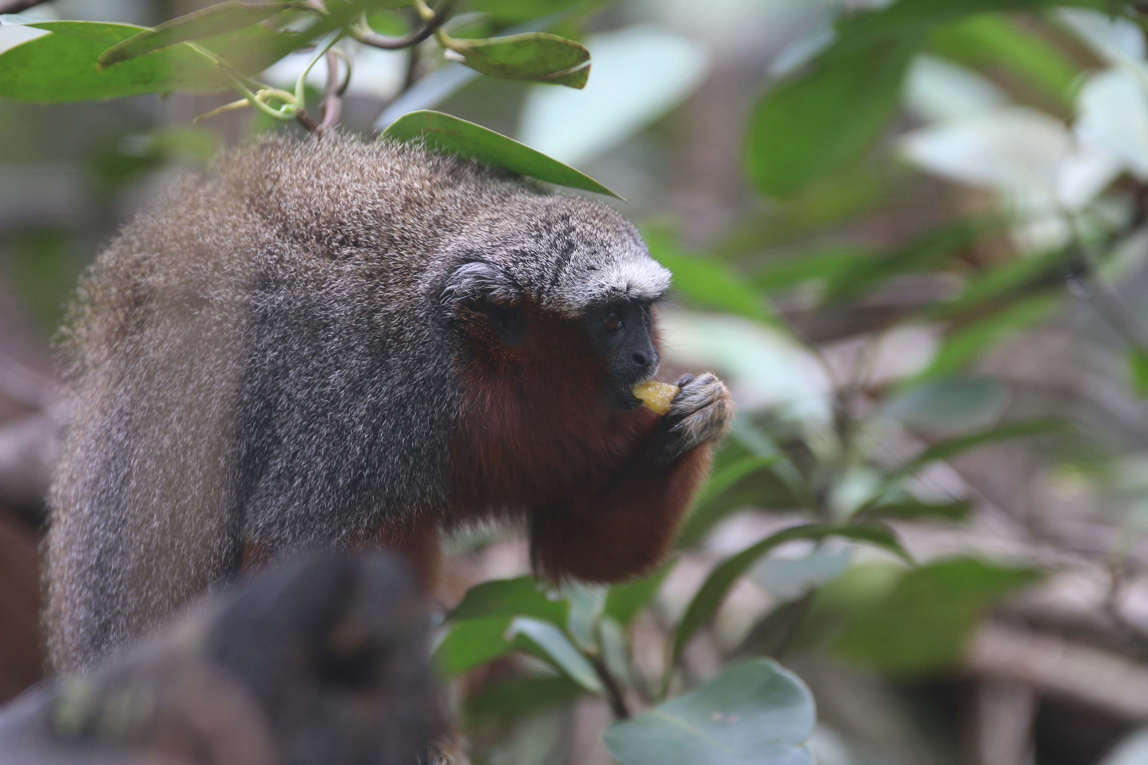 Rosalita, Red Titi Monkey