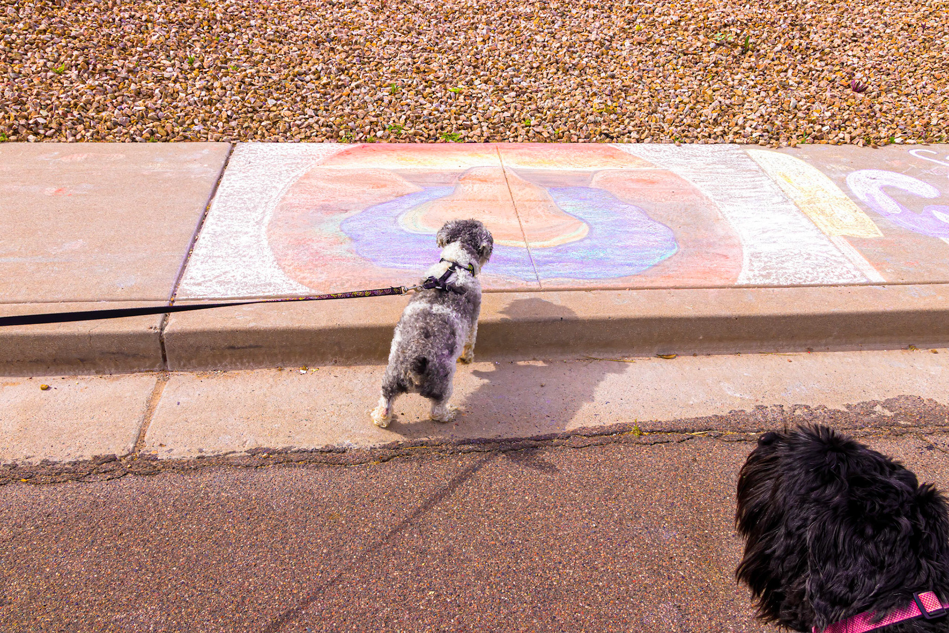 How dogs experience the iconic Horseshoe Bend of Arizona!