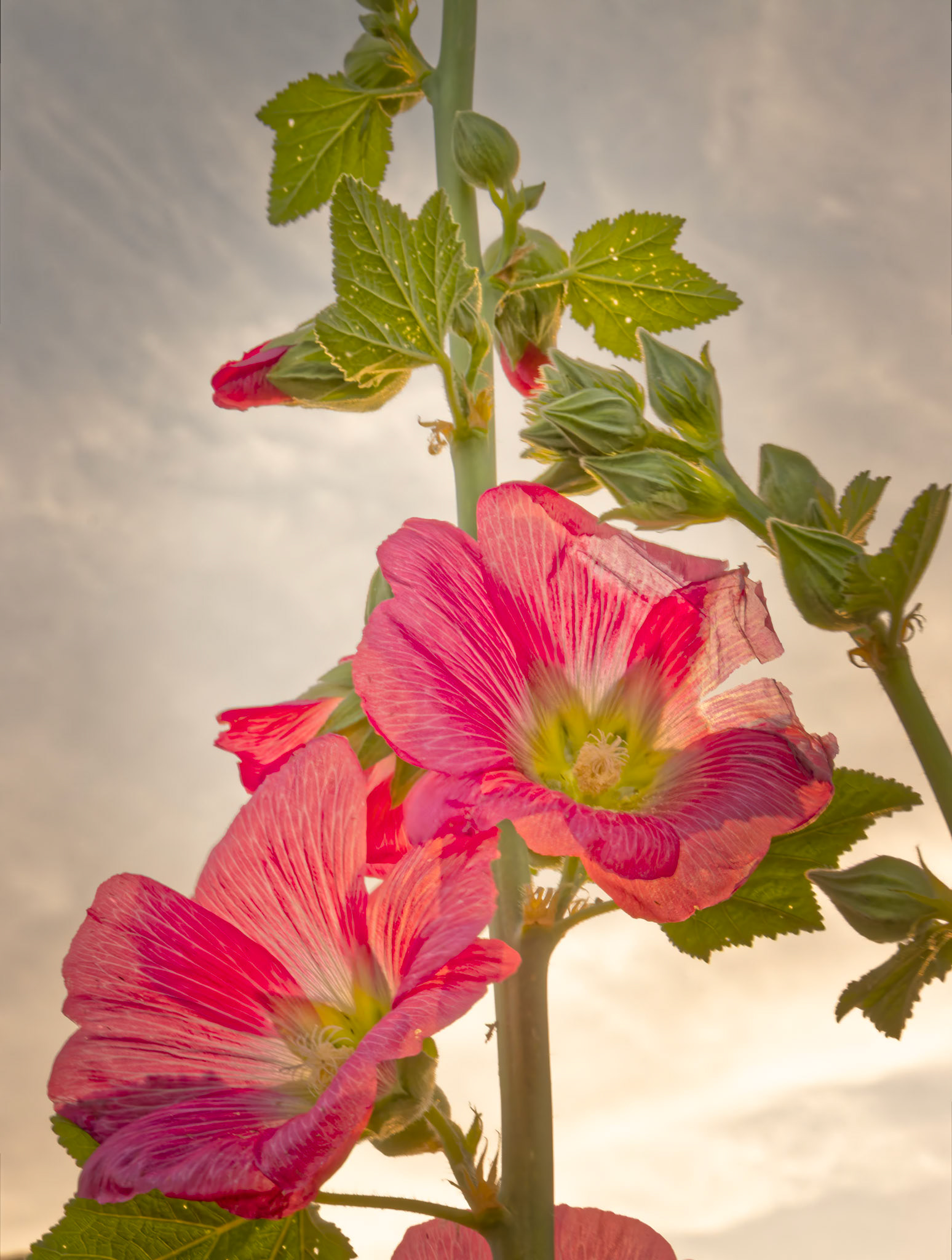 Hollyhocks