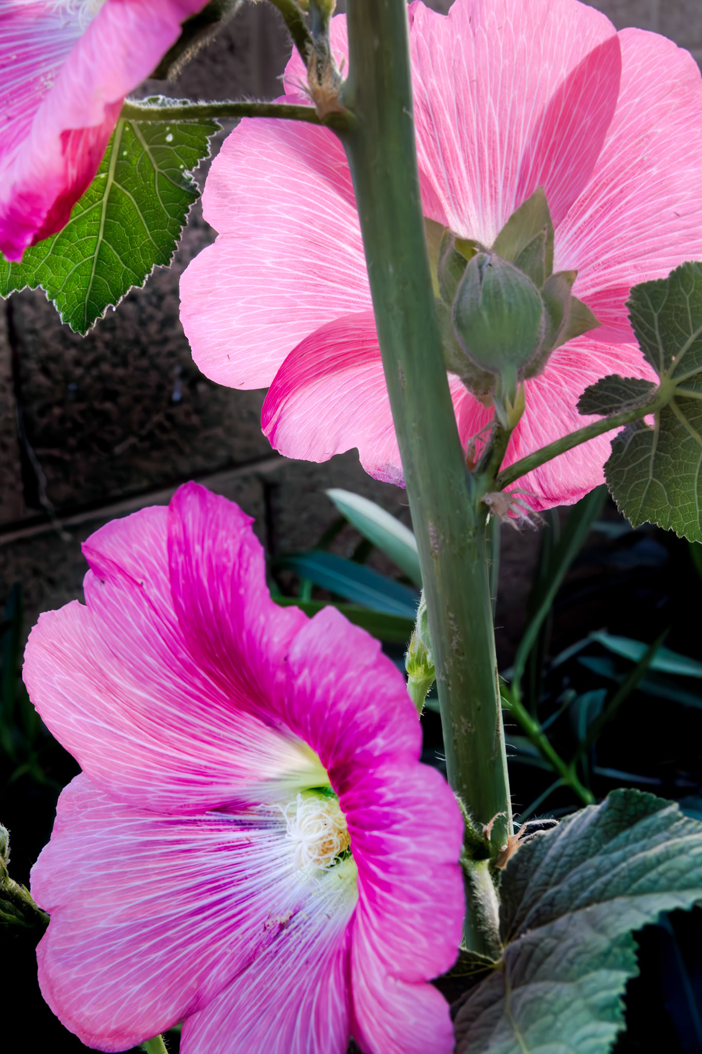 Hollyhocks