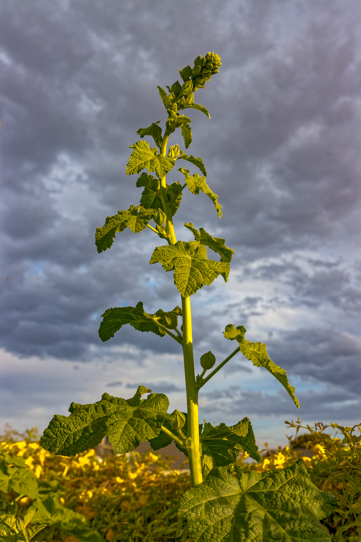 Hollyhocks