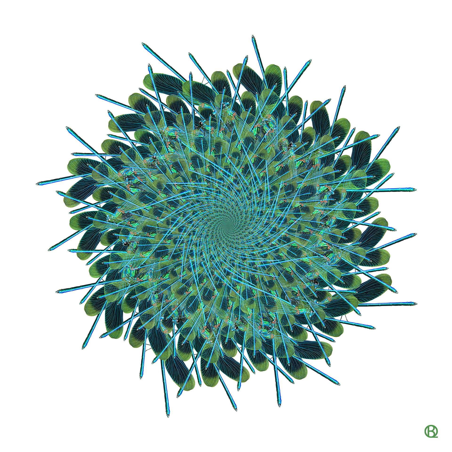 Original artwork created from my own photograph of a Damselfly which I then creatively altered digitally.  By Blue Quartz Design.