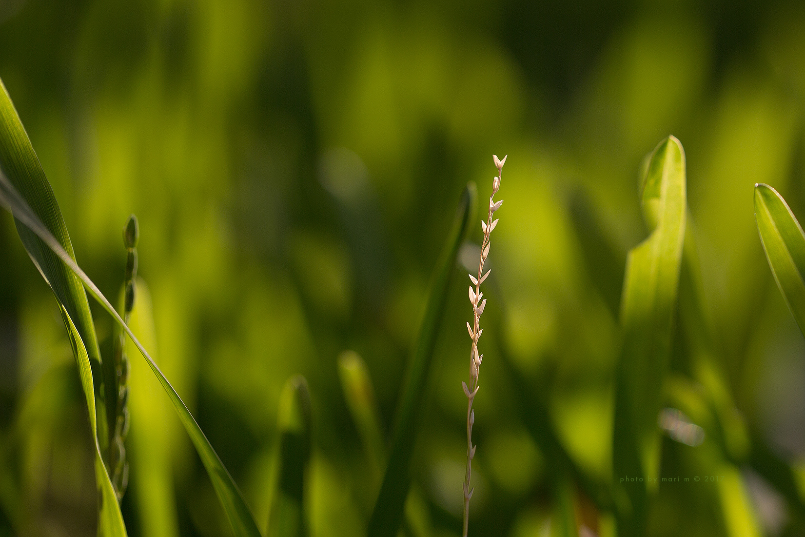 A Moment of Weed Grass Seeds