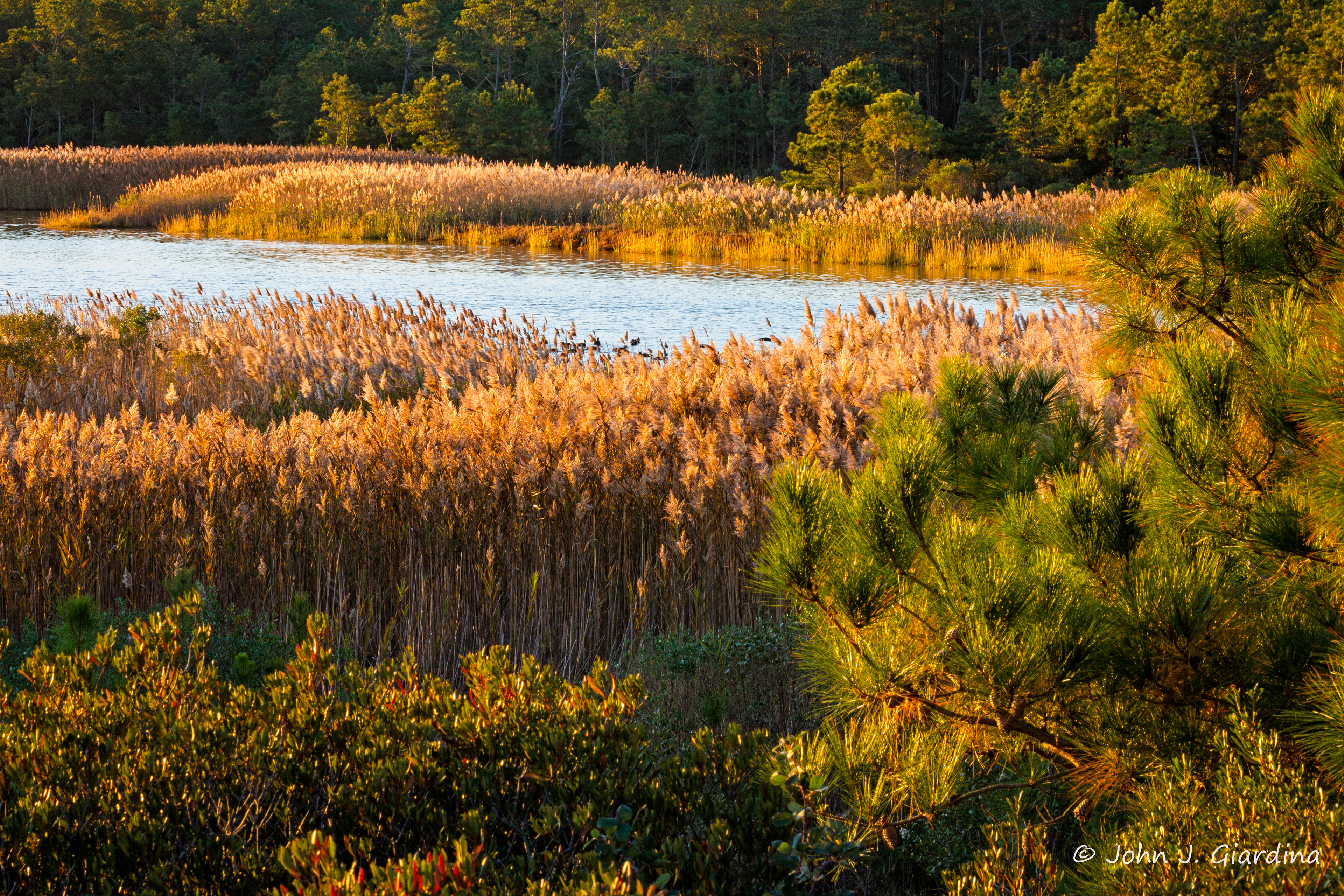 The Joy of Gordons Pond