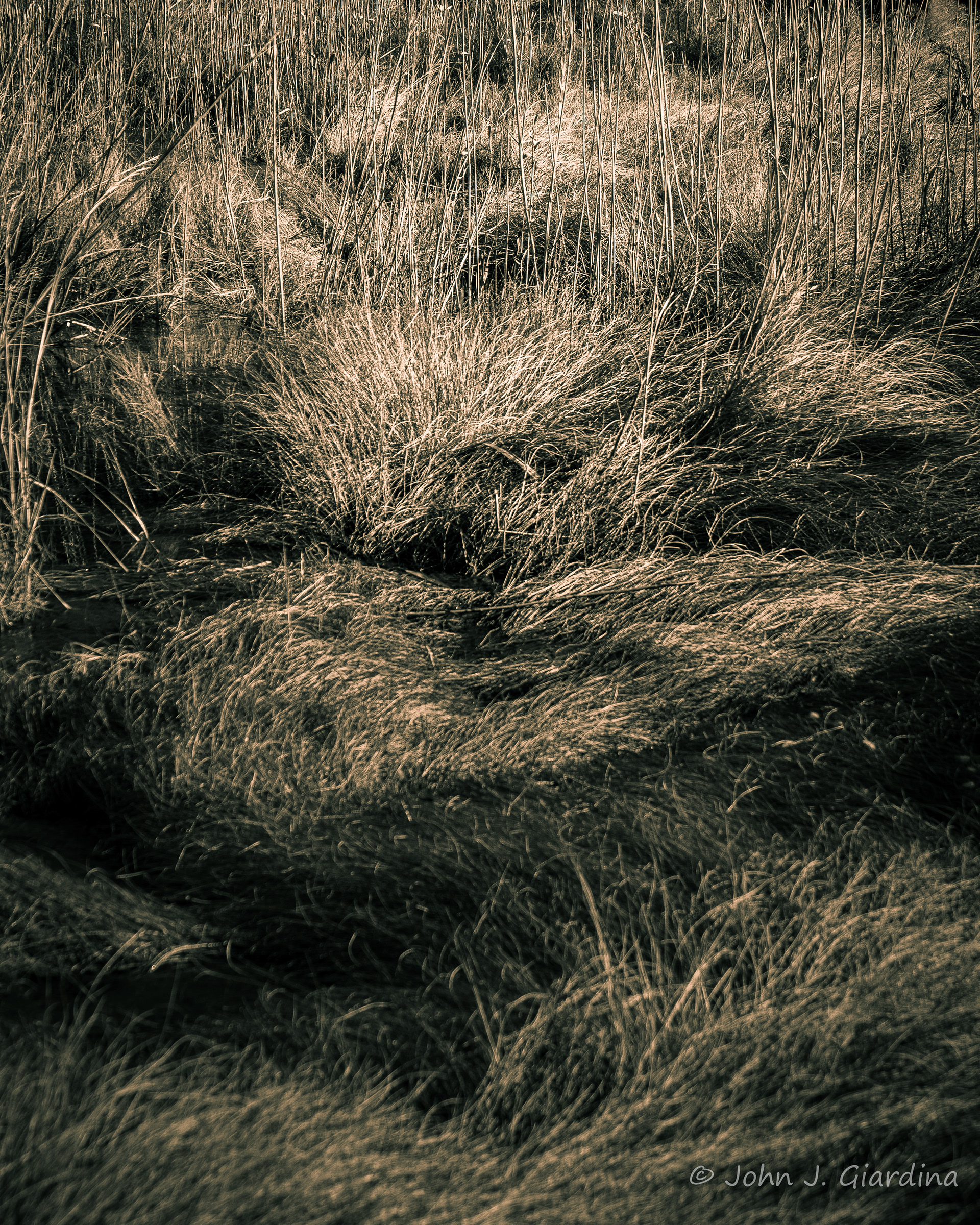 Shrouded Beauty