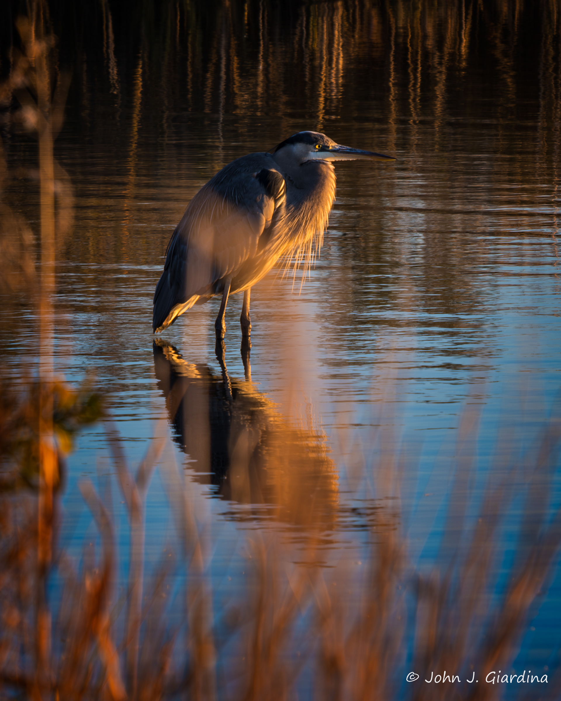 Spying the Early Bird