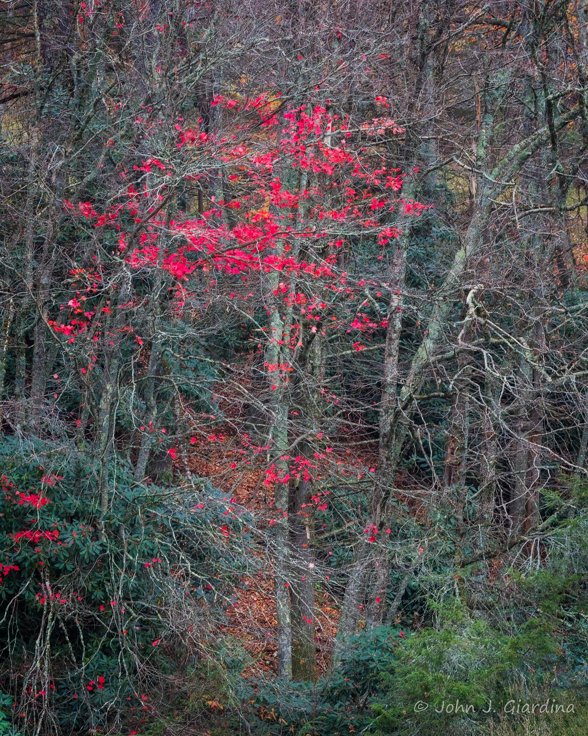 Crimson Whisper